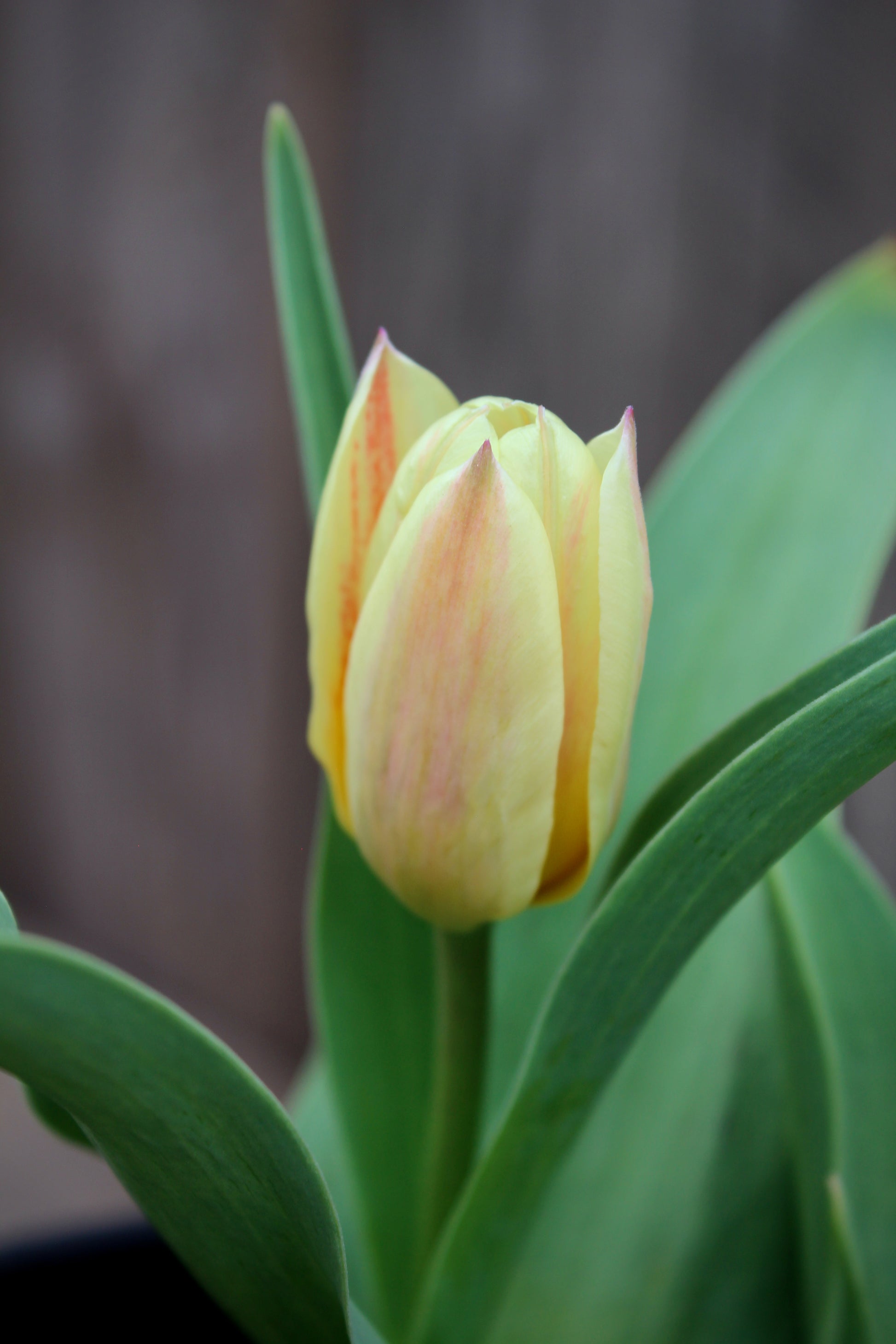 Tulipa 'Little Girl' 11/12