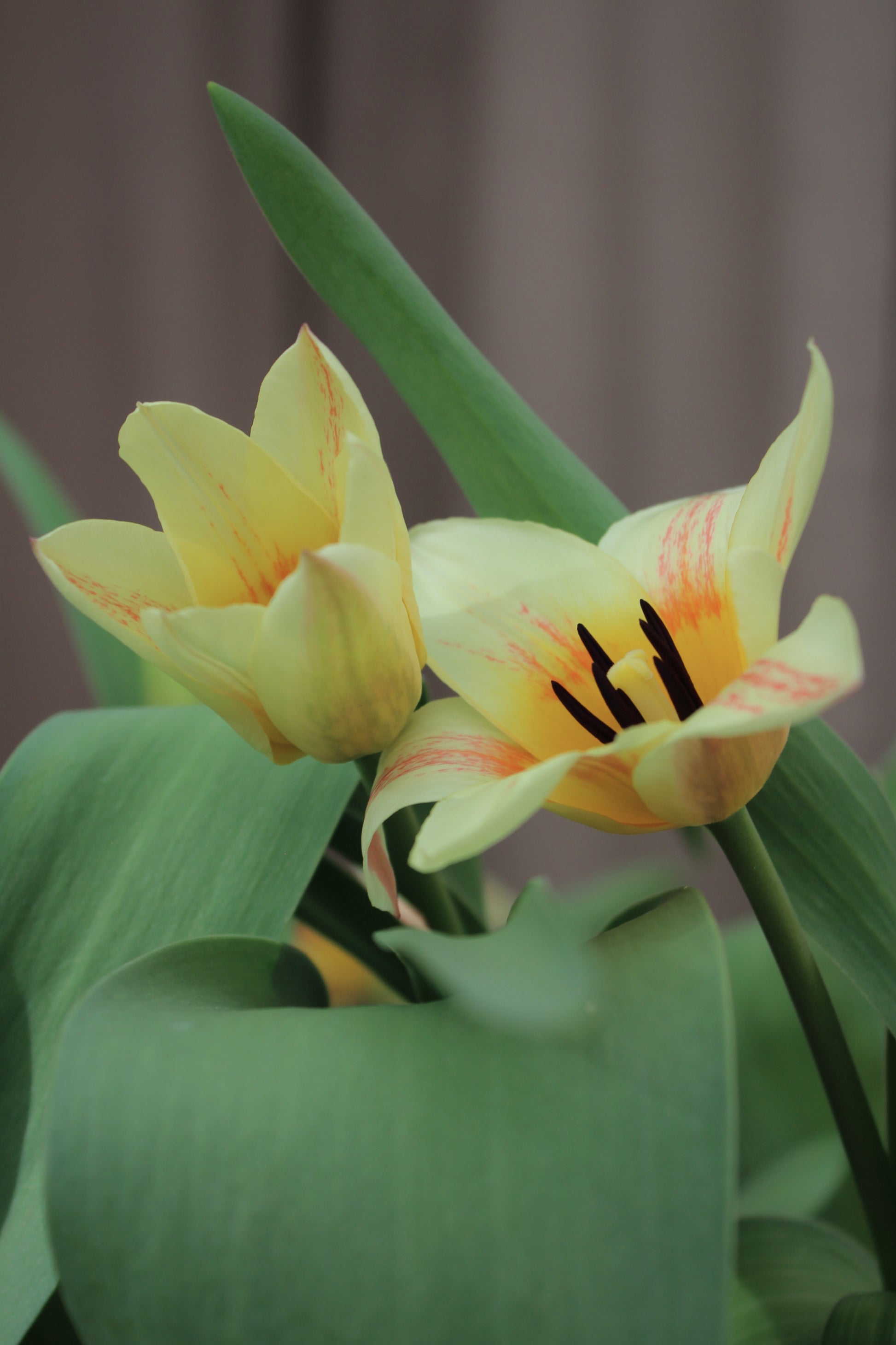 Tulipa 'Little Girl' 11/12