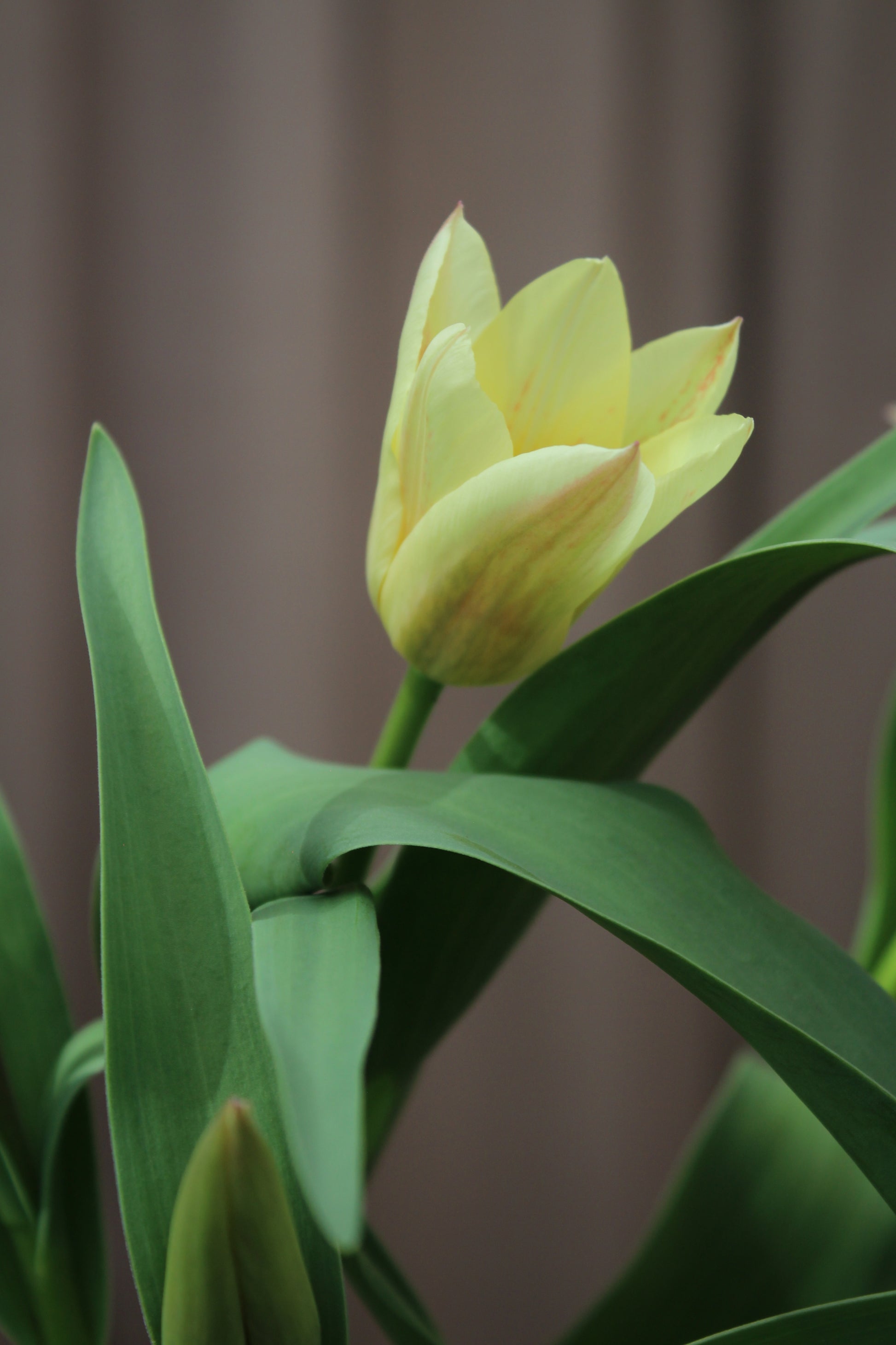 Tulipa 'Little Girl' 11/12