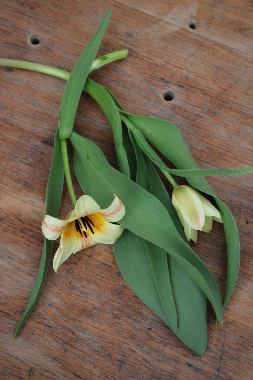 Tulipa 'Little Girl' 11/12