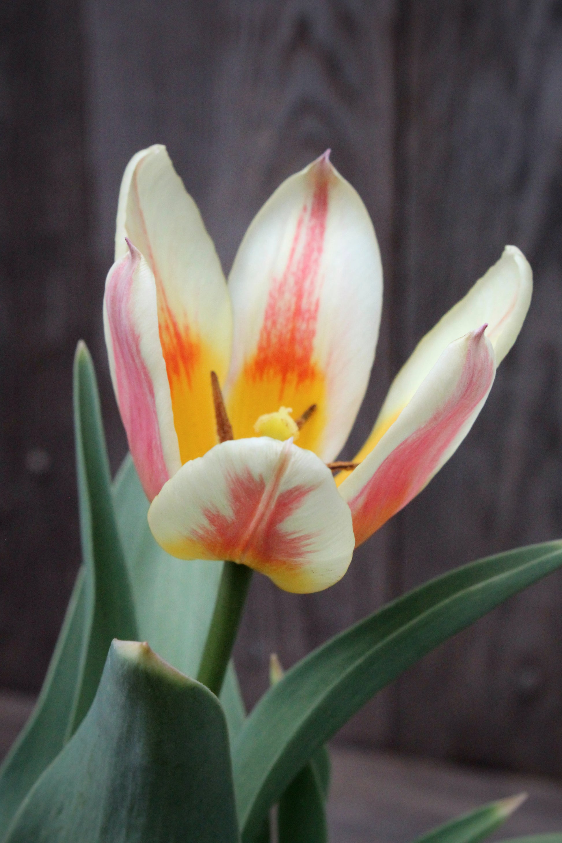 Tulipa 'Little Girl' 11/12