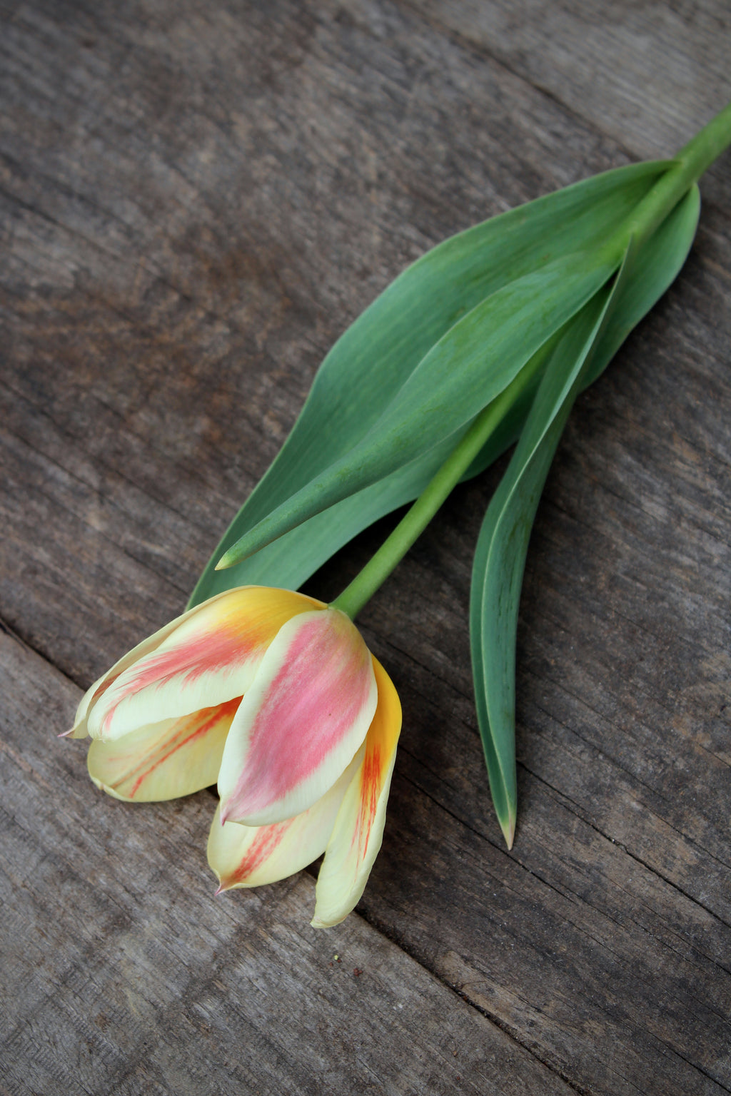 Tulipa 'Little Girl' 11/12