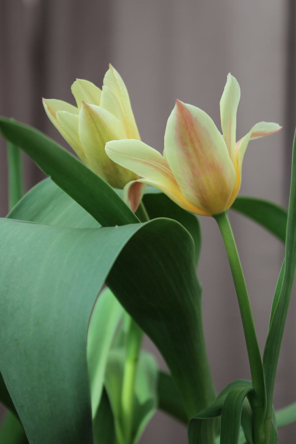 Tulipa 'Little Girl' 11/12