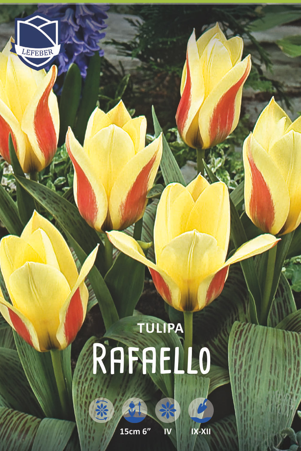 Tulipa 'Rafaello' 12/14