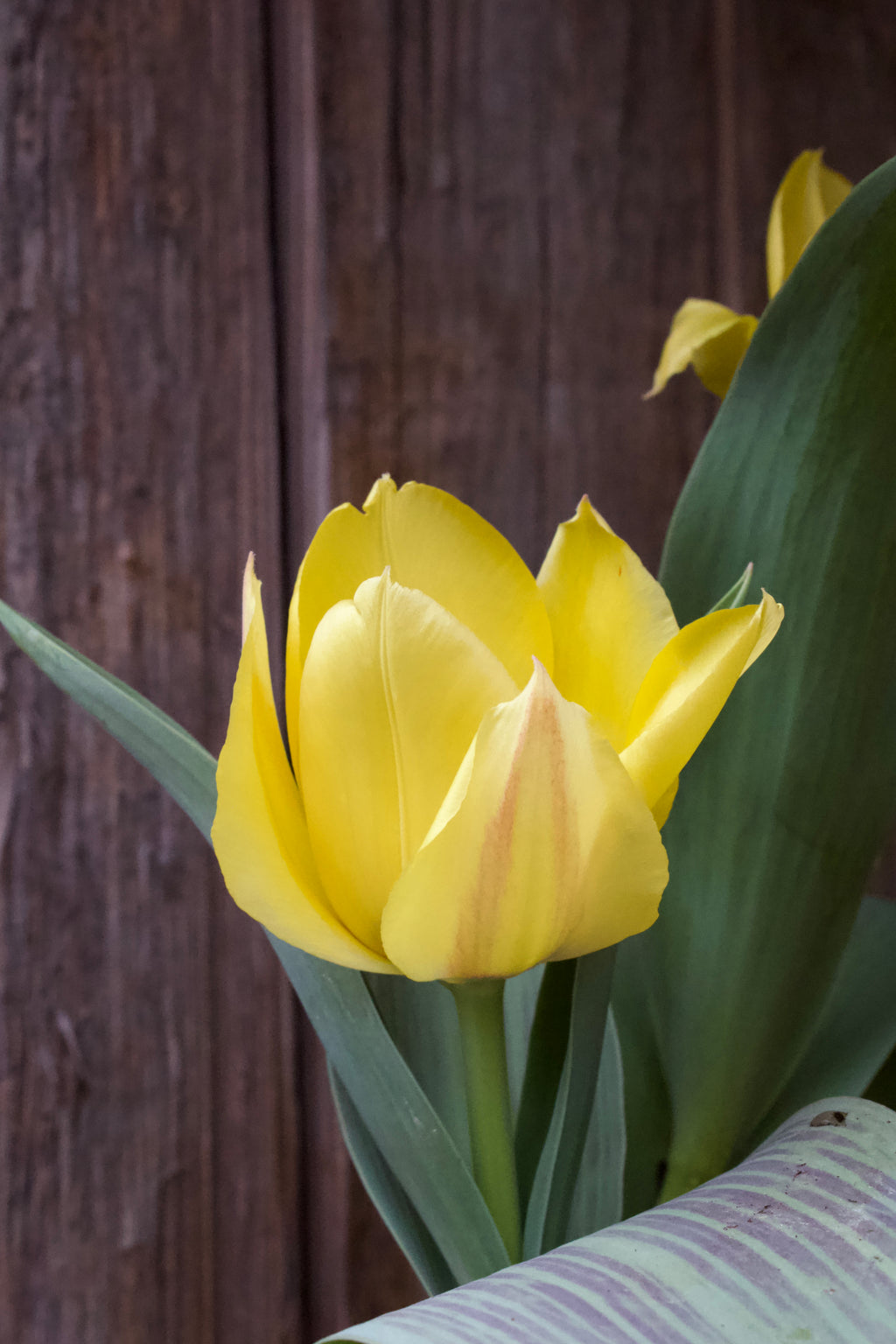 Tulipa 'Rafaello' 12/14