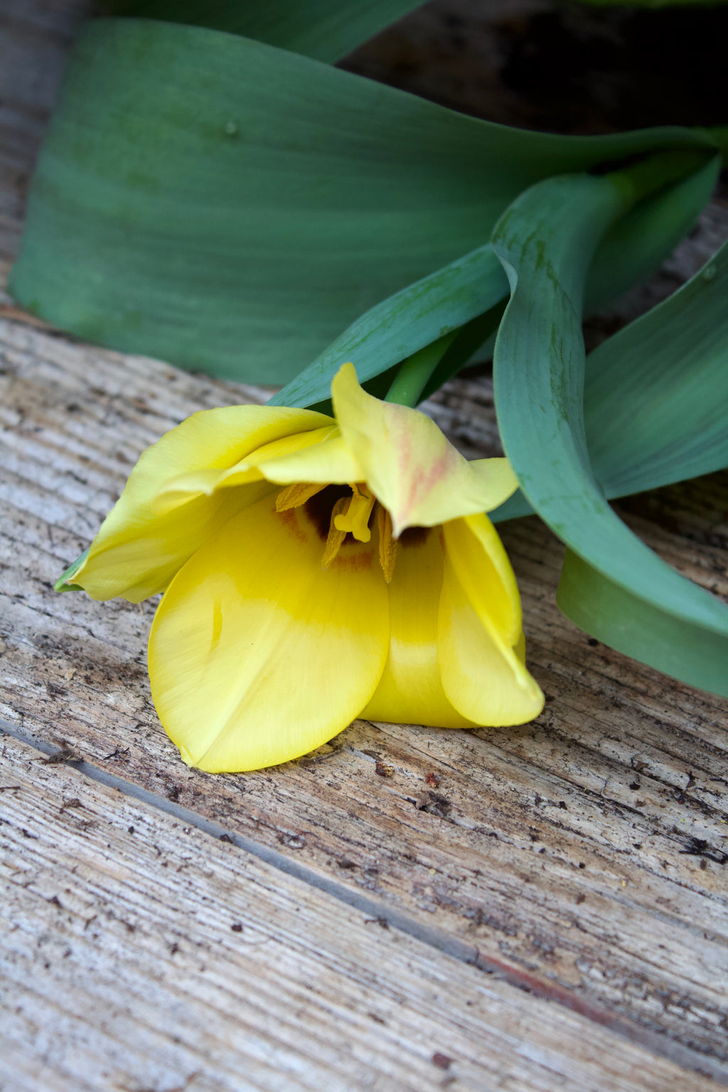 Tulipa 'Rafaello' 12/14