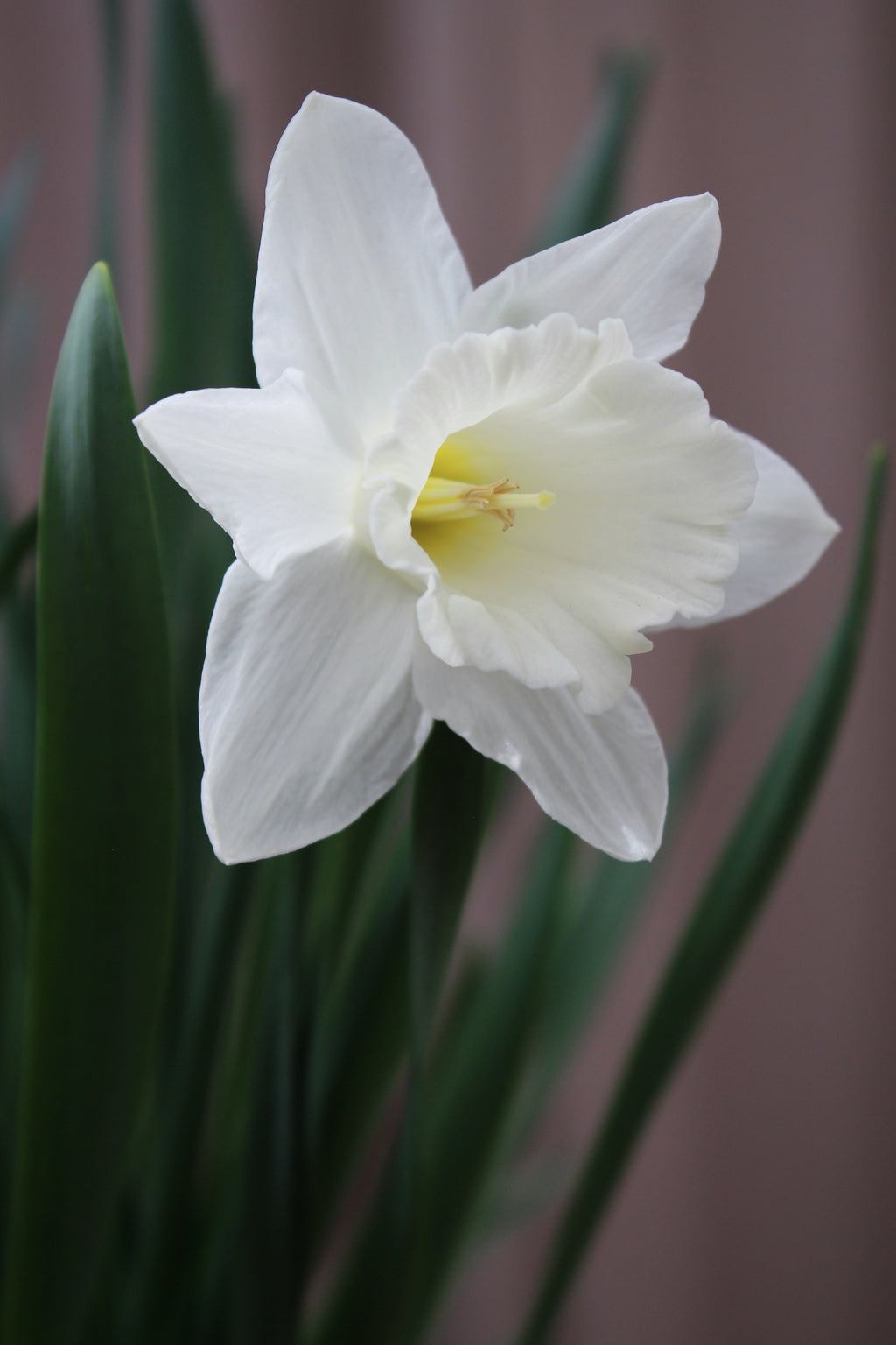 Narcissus 'Stainless' 12/14