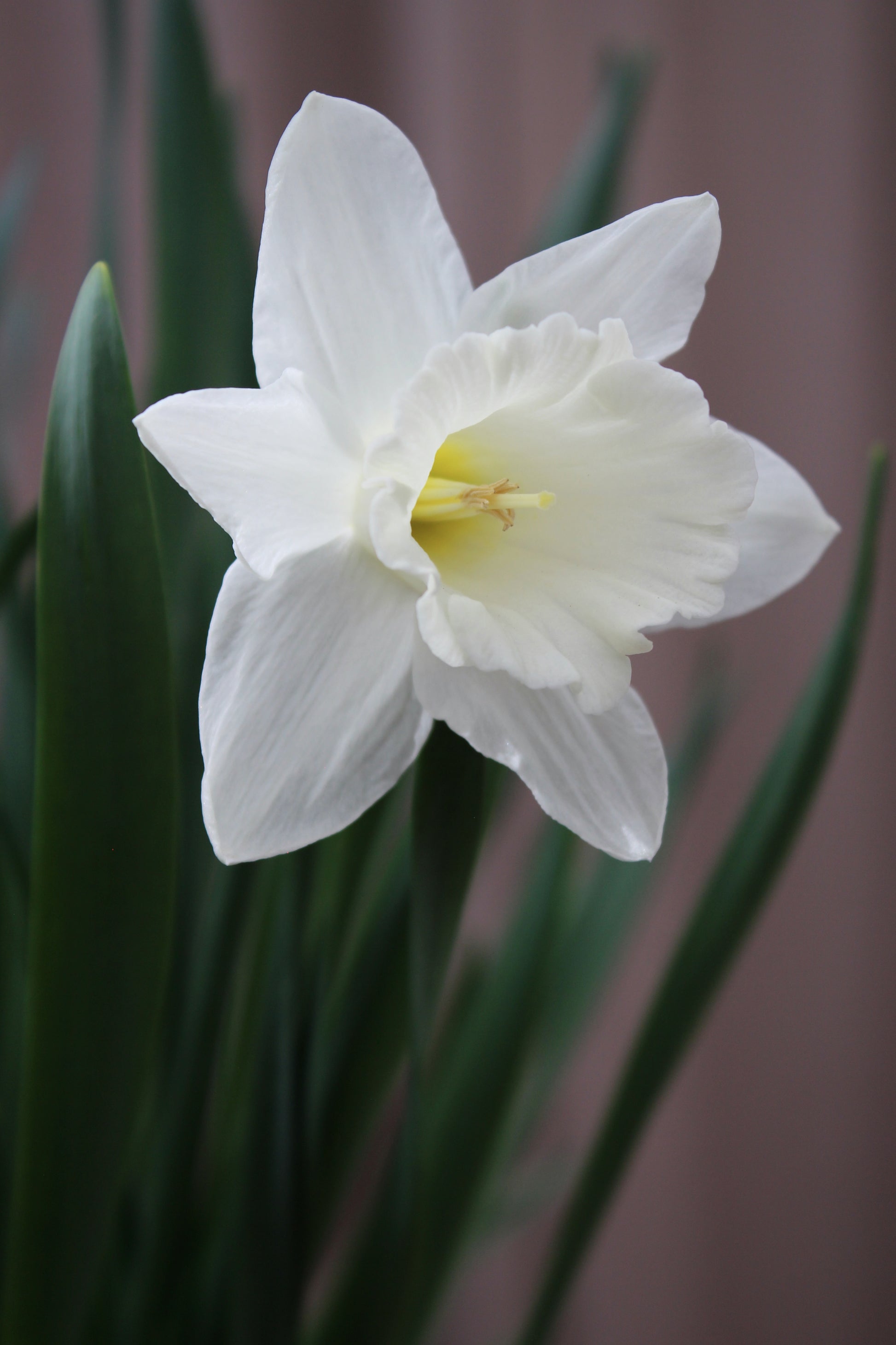 Narcissus 'Stainless' 12/14