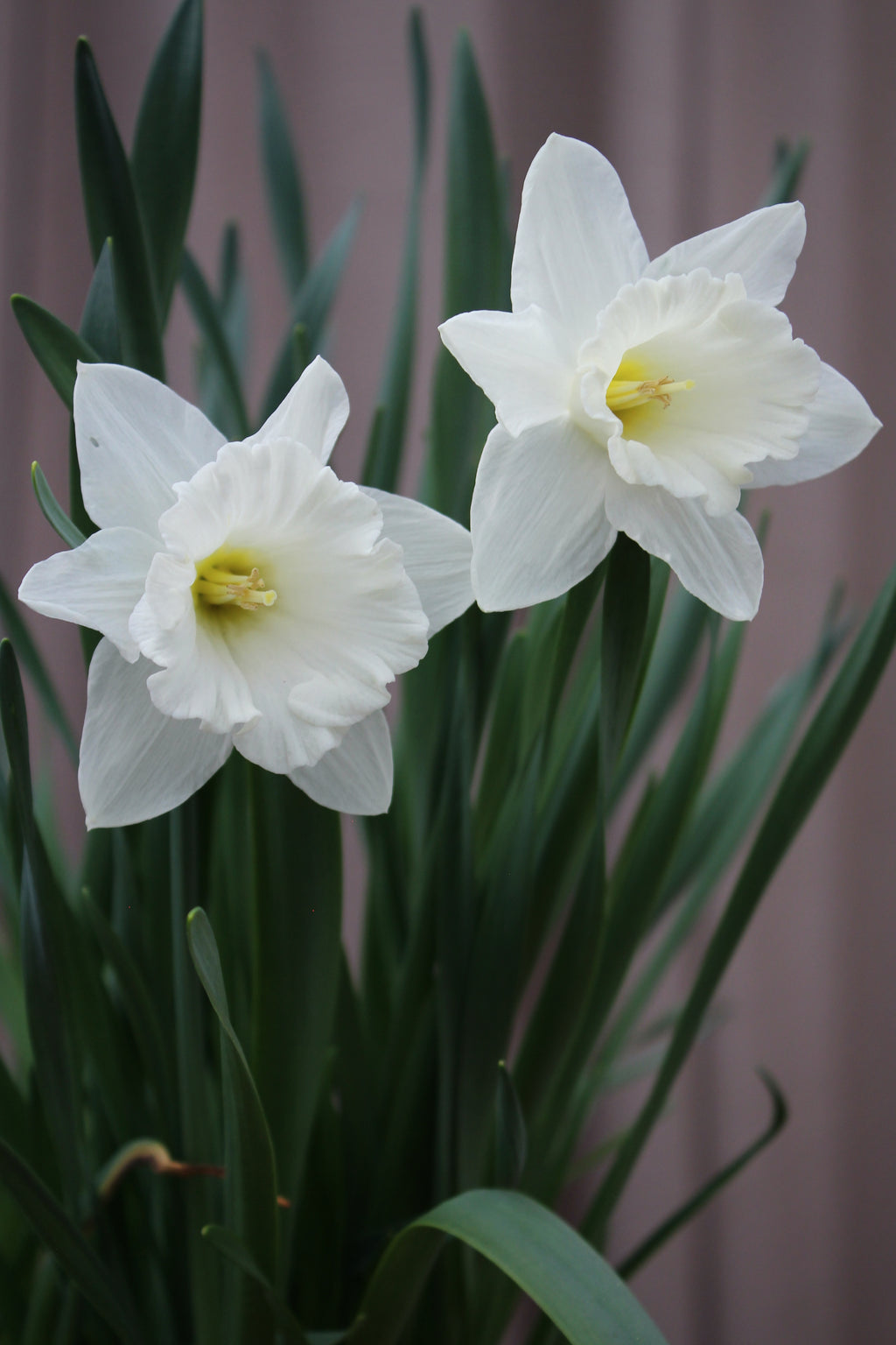 Narcissus 'Stainless' 12/14