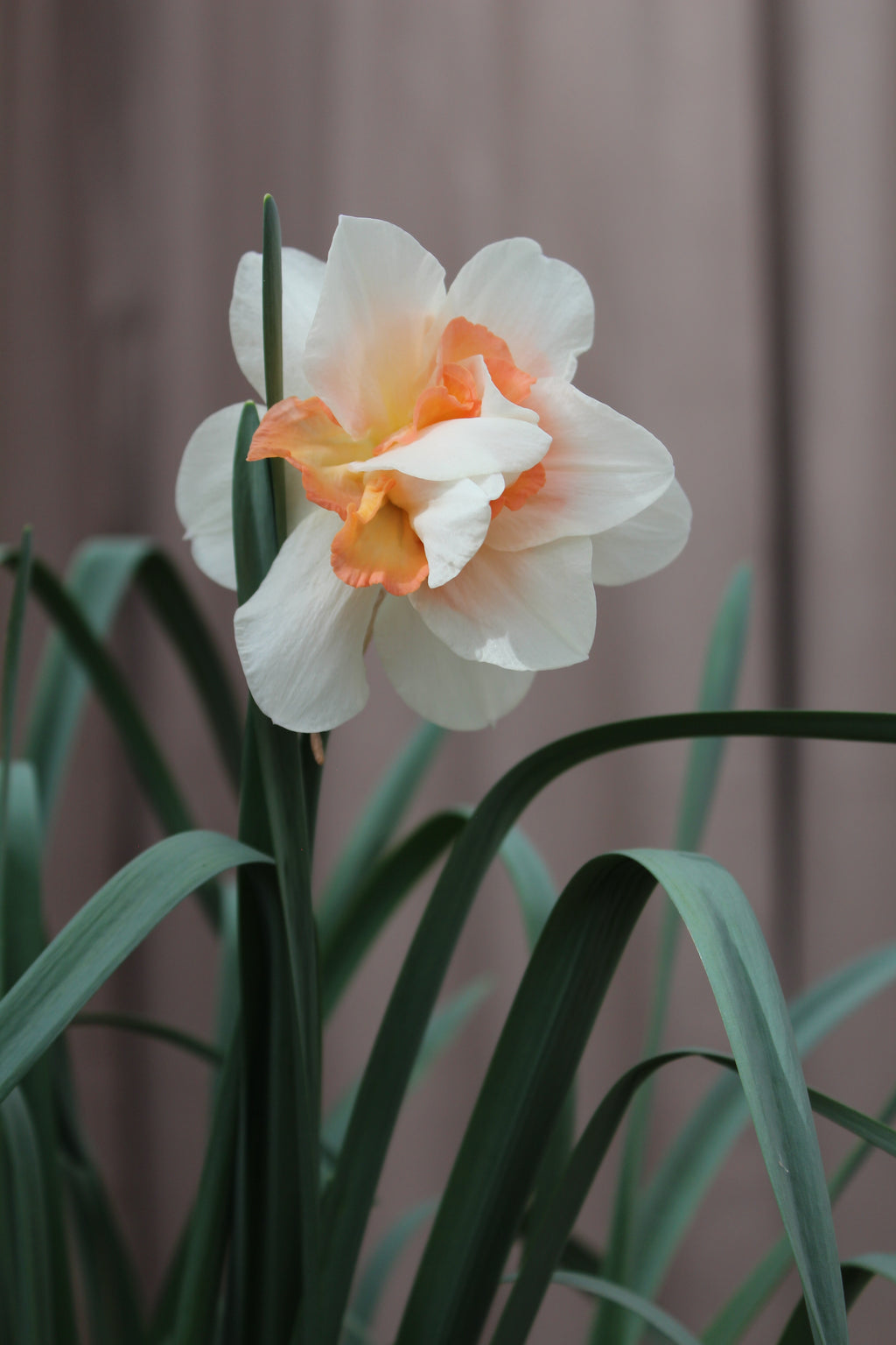 Narcissus 'Delnashaugh'