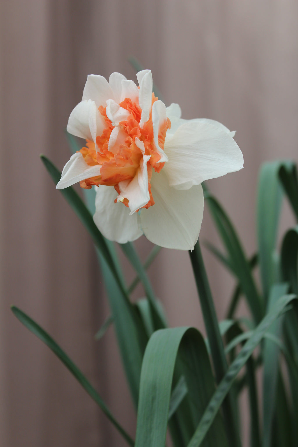Narcissus 'Delnashaugh'