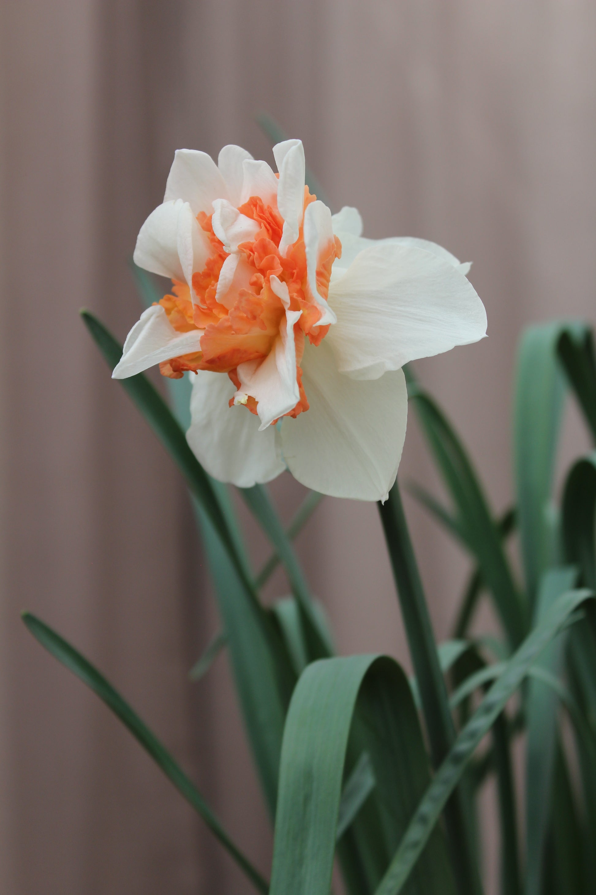 Narcissus 'Delnashaugh'
