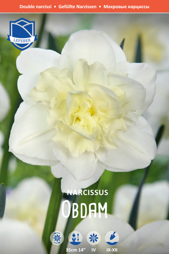 Narcissus 'Obdam'