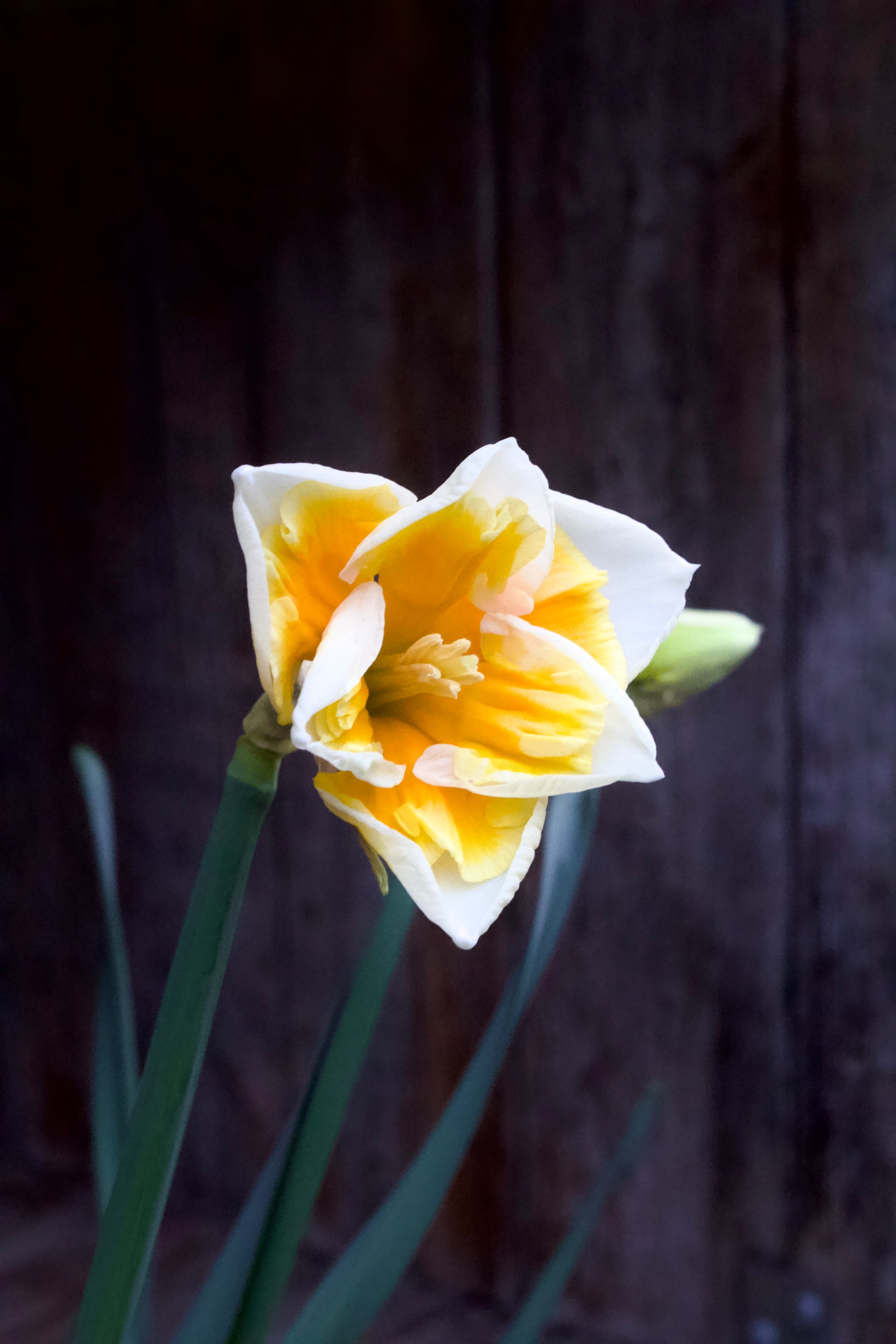 Narcissus 'Love Call'