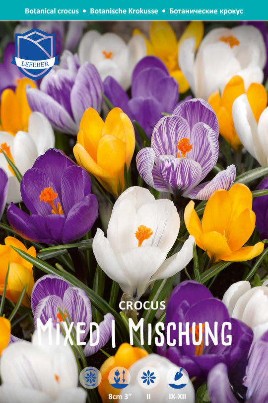 Crocus botanical mix, 5/7
