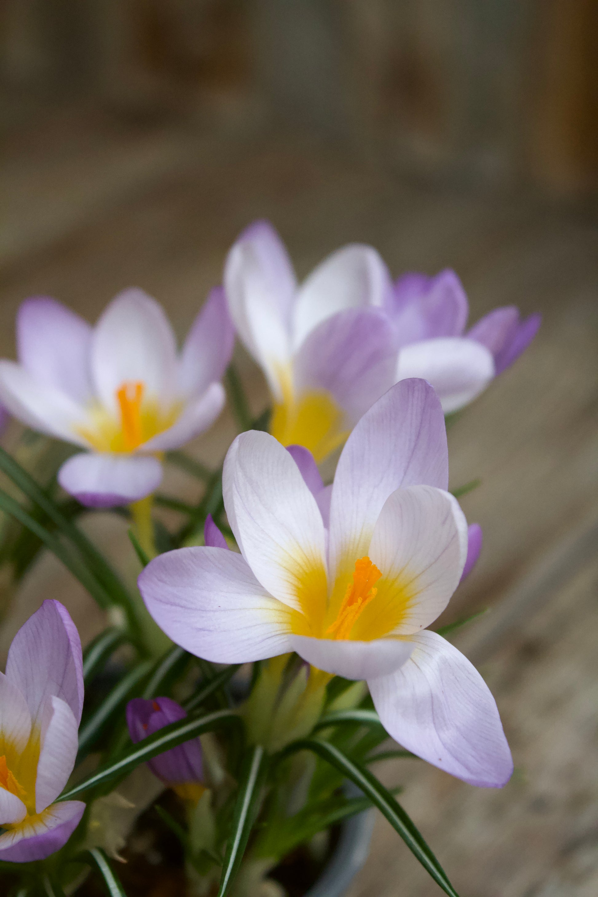 Crocus sieberi 'Firefly'