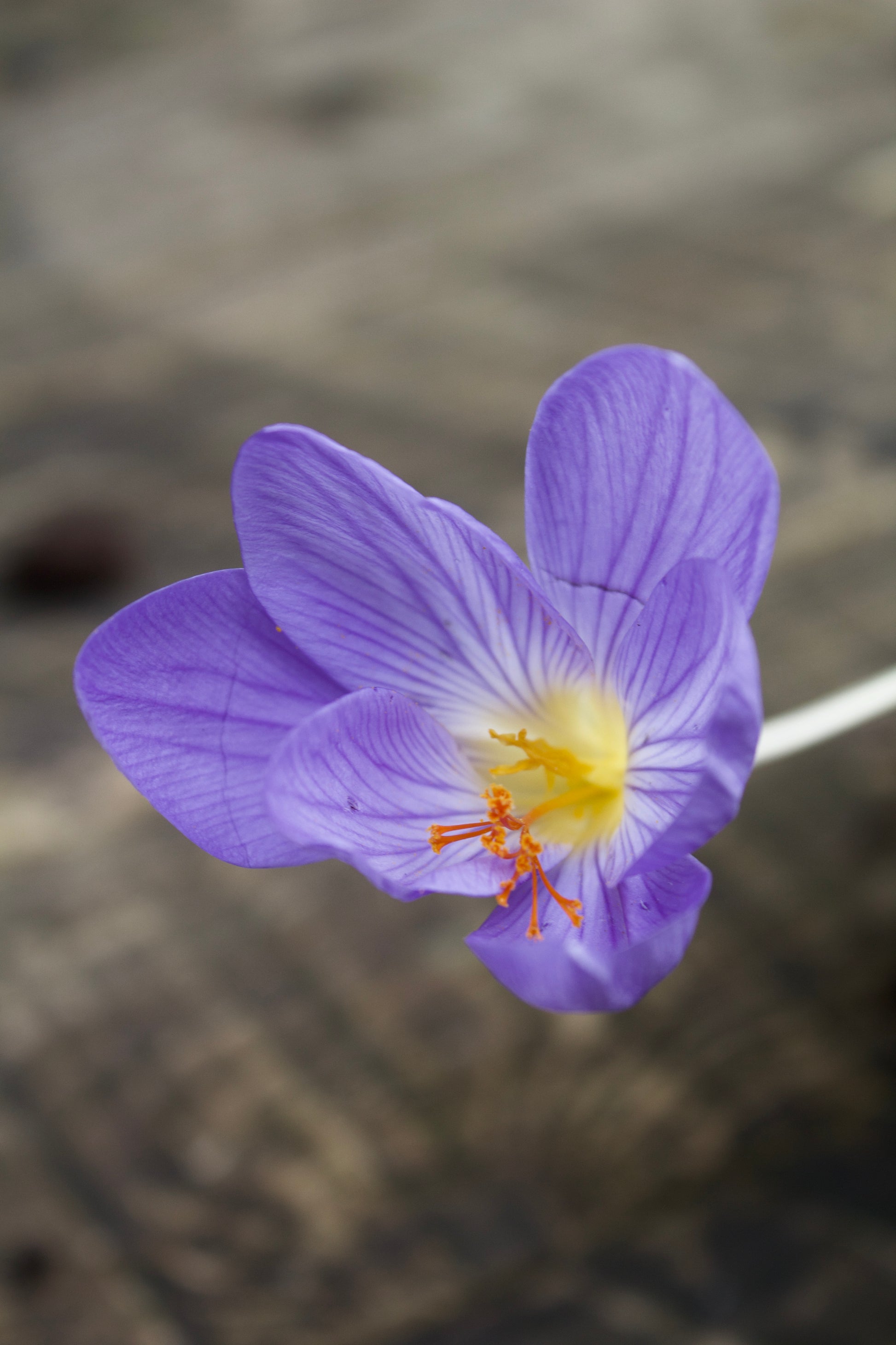 Crocus speciosus 'Conqueror'