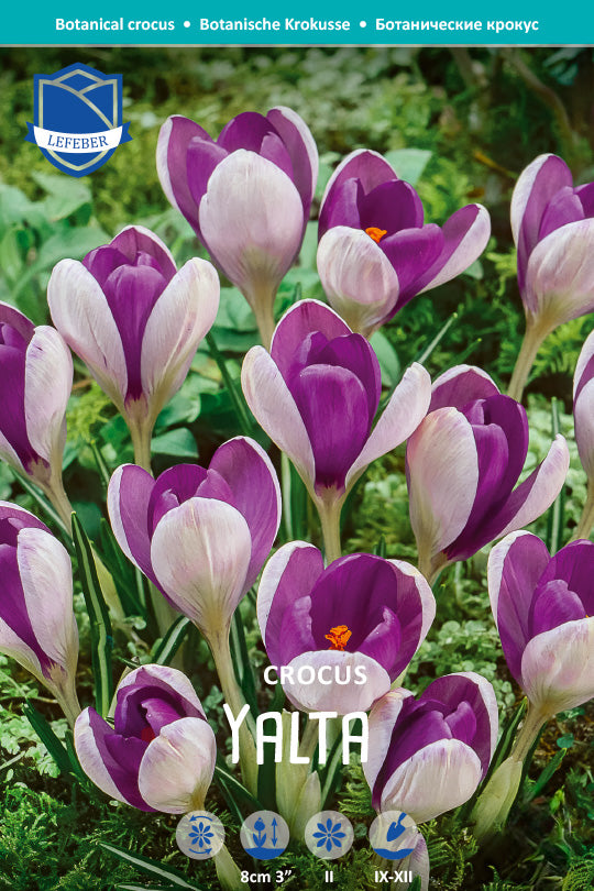 Crocus 'Yalta'