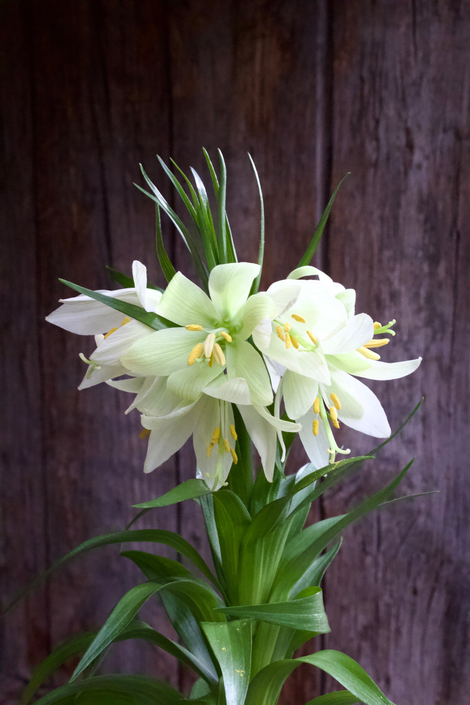 Fritillaria raddeana 18/20
