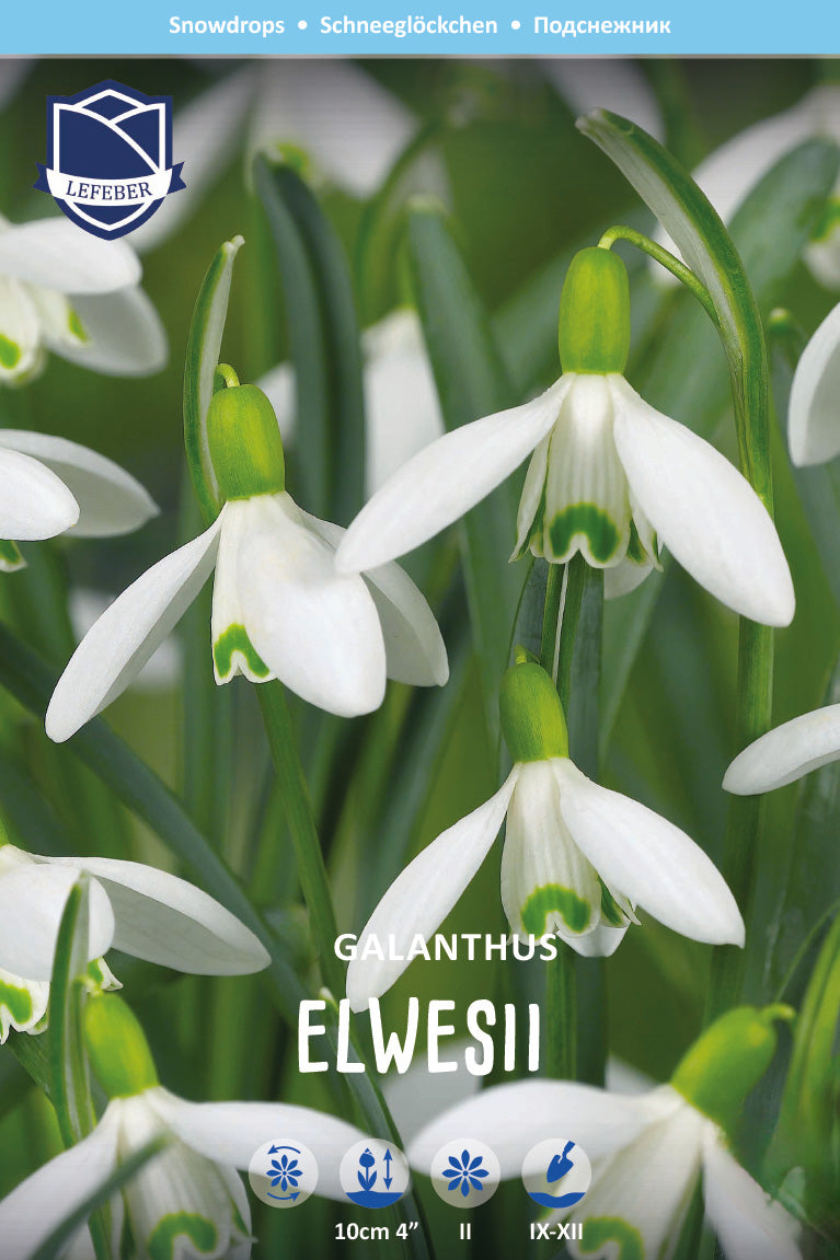 Galanthus elwesii