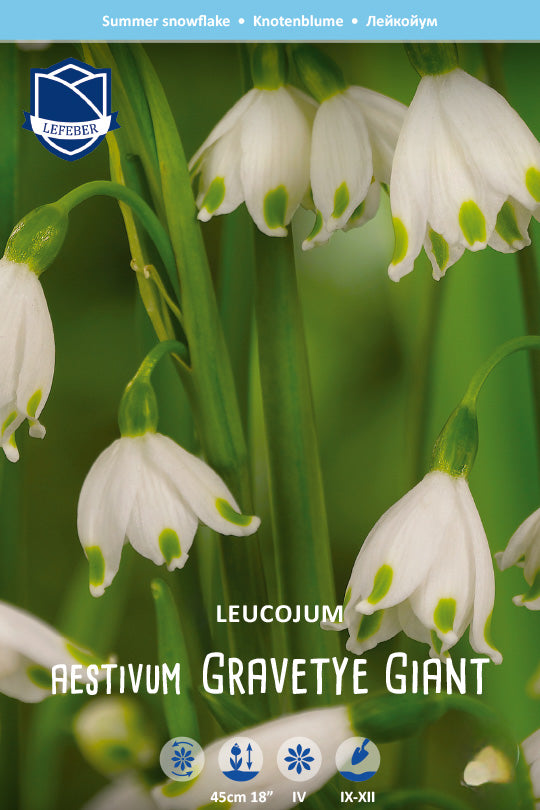 Leucojum aestivum 'Gravetye Giant'
