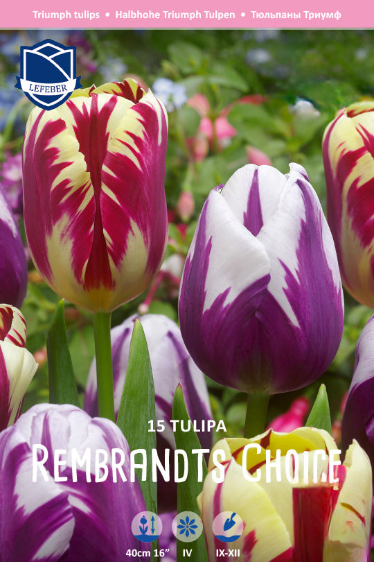 Tulipa 'Rembrandt's Choice'
