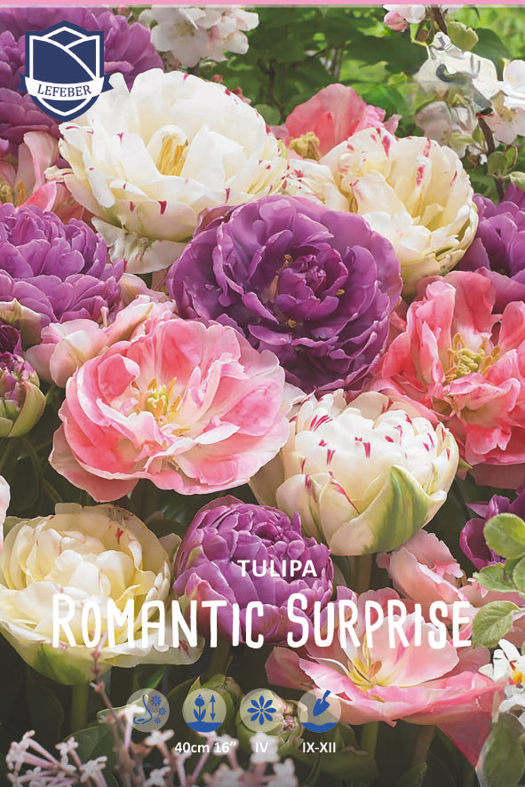 Tulipa 'Romantic Surprise'