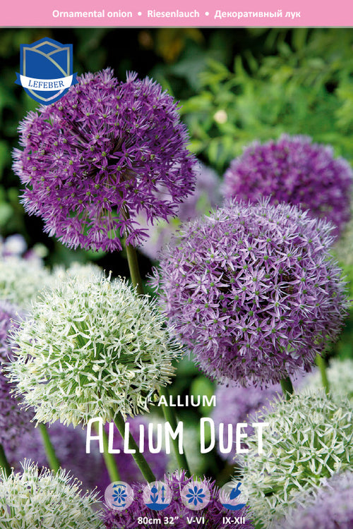 Allium 'Duet' 12/14