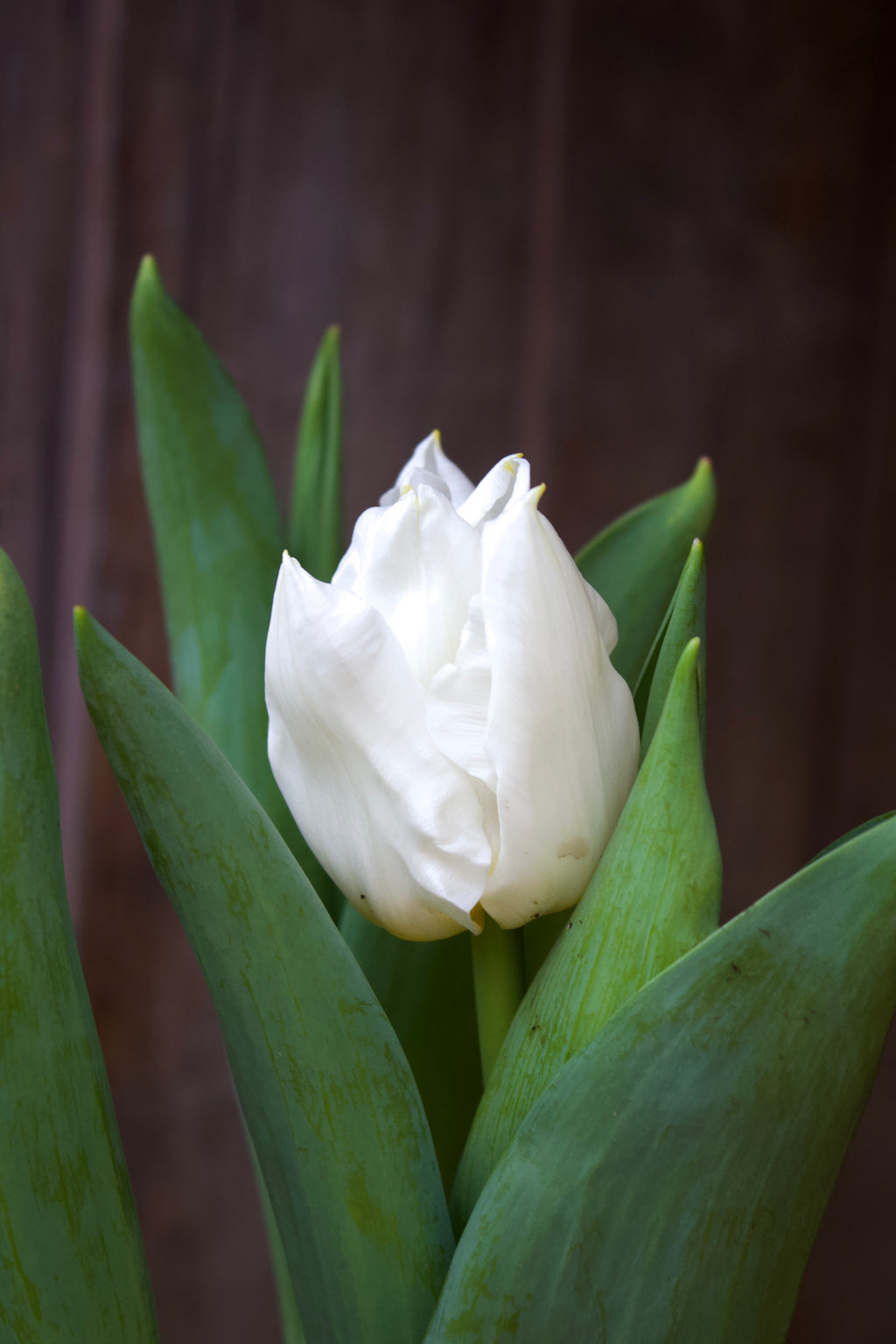 Tulipa 'Calgary'