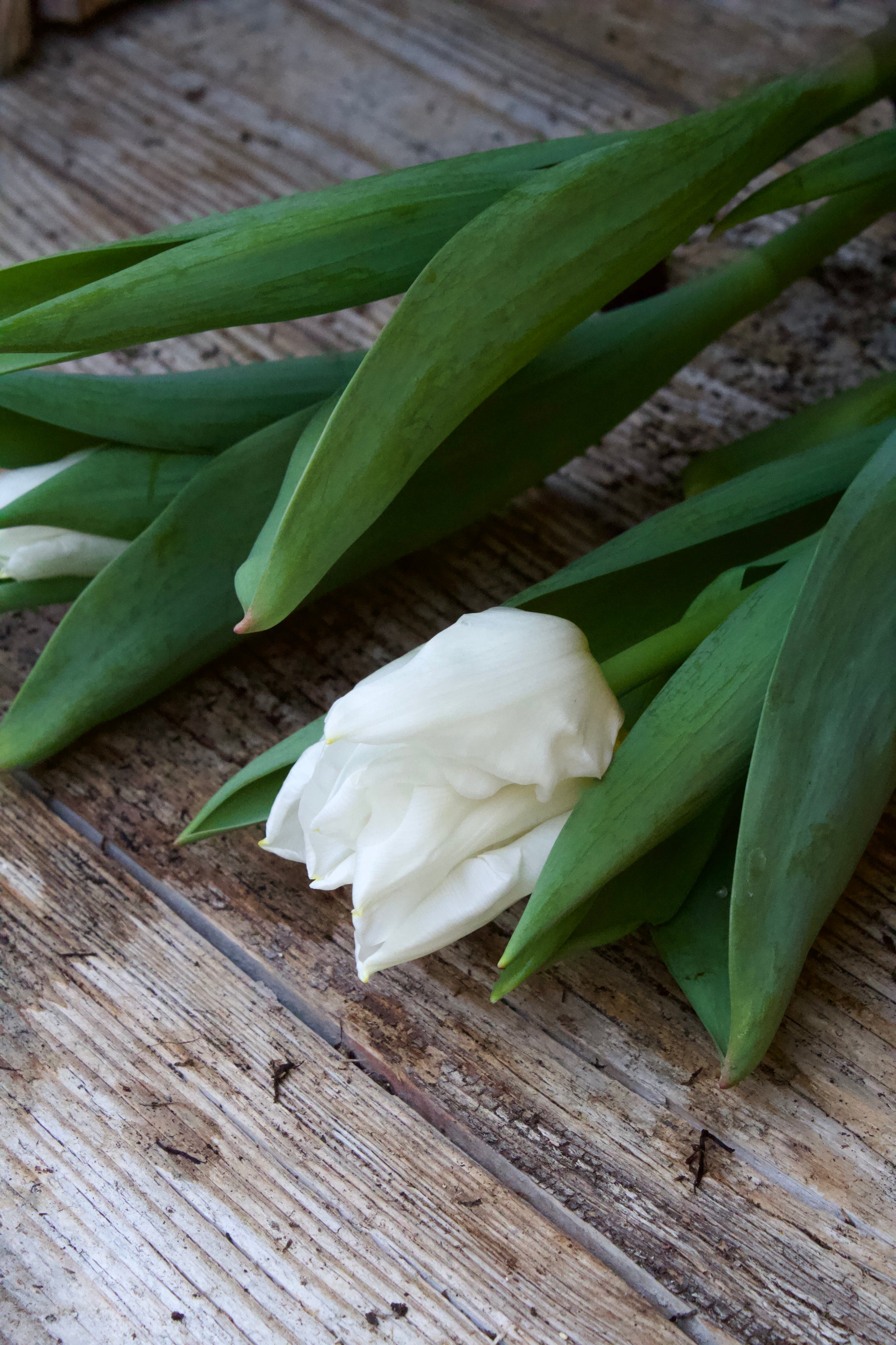 Tulipa 'Calgary'