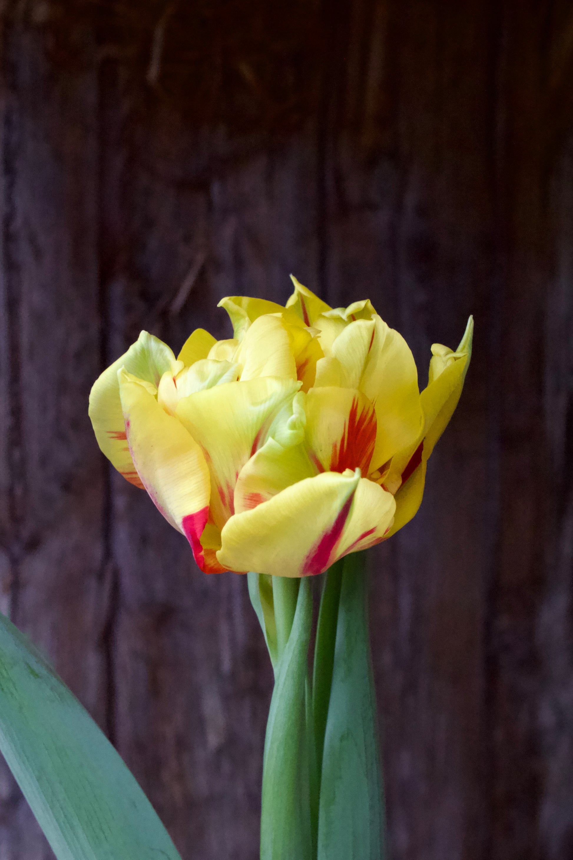 Tulipa 'Monsella' 11/12
