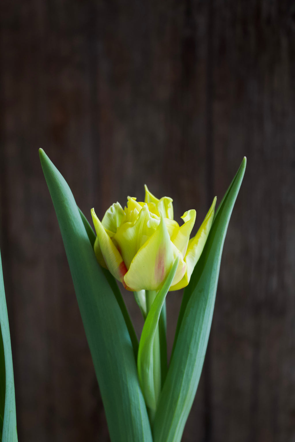 Tulipa 'Monsella' 11/12