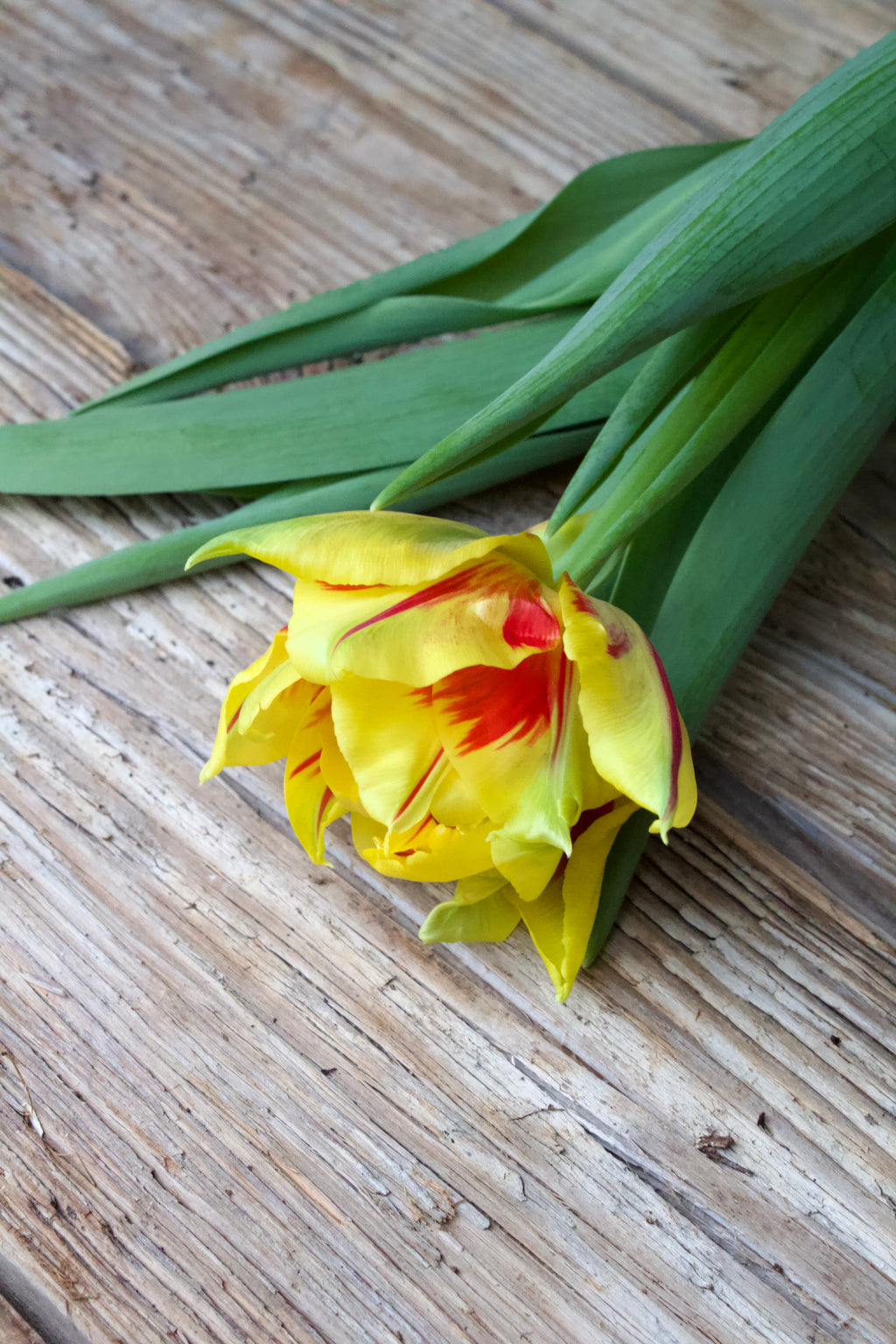 Tulipa 'Monsella' 11/12