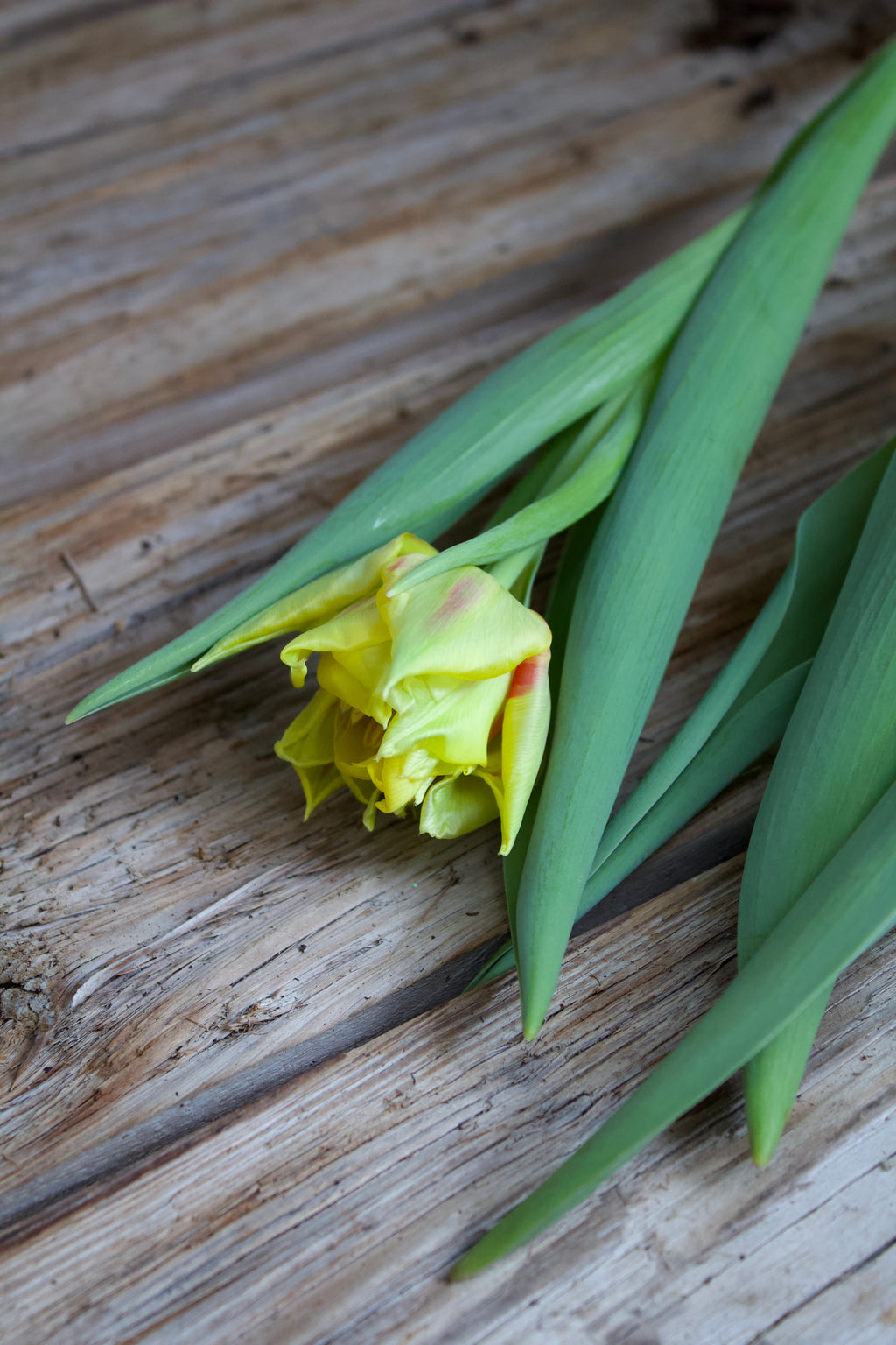 Tulipa 'Monsella' 11/12