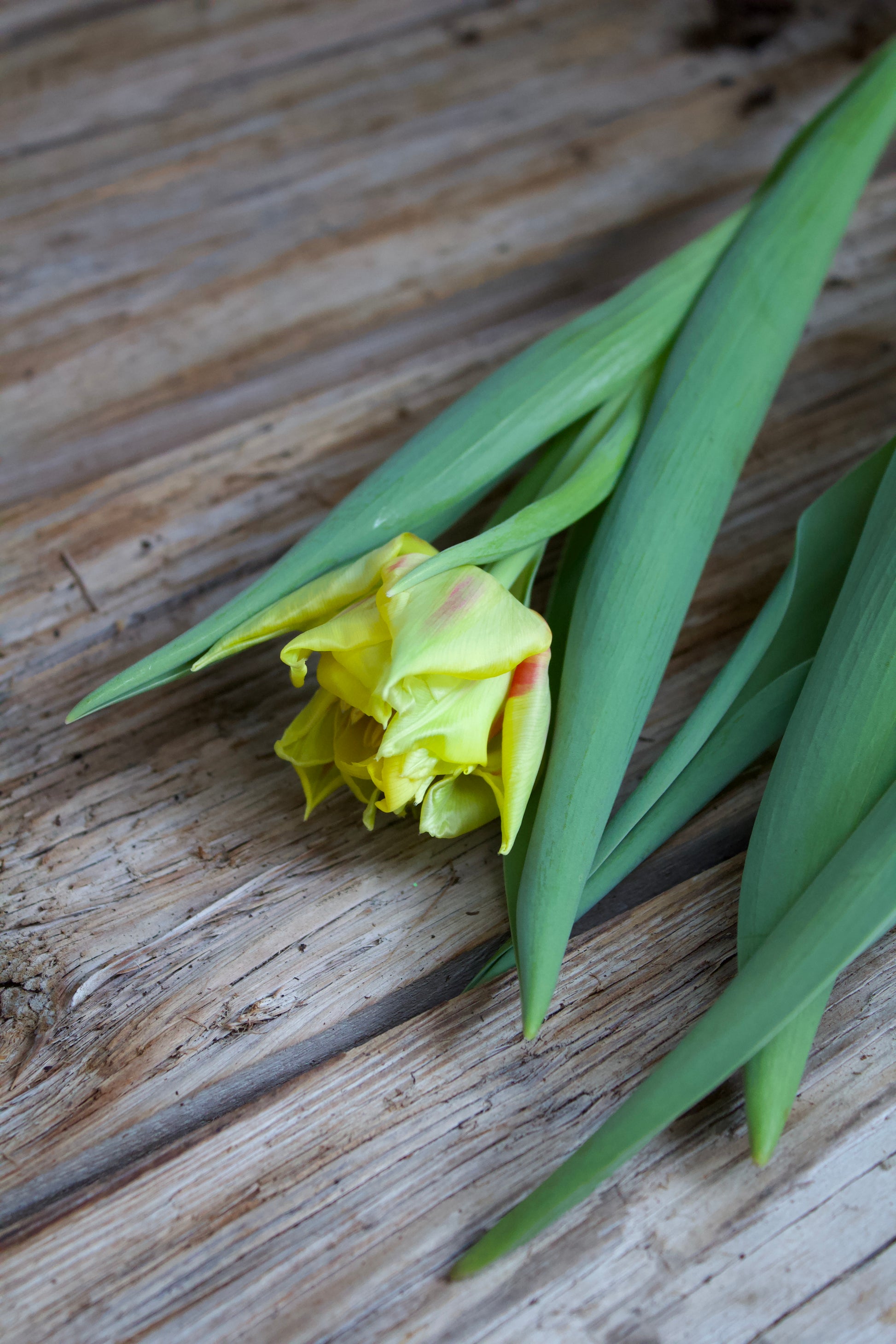 Tulipa 'Monsella' 11/12
