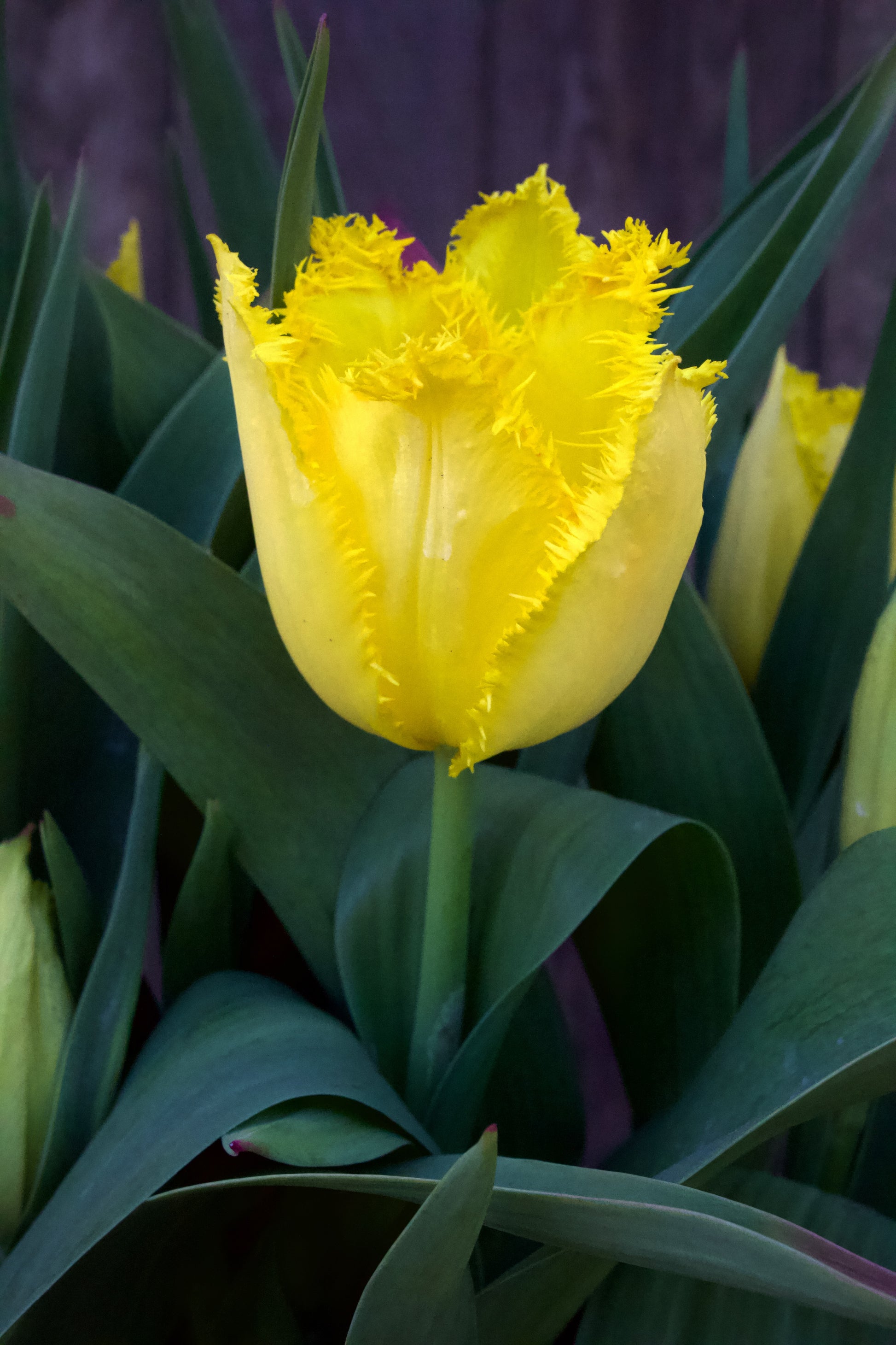 Tulipa 'Hamilton' 12/14