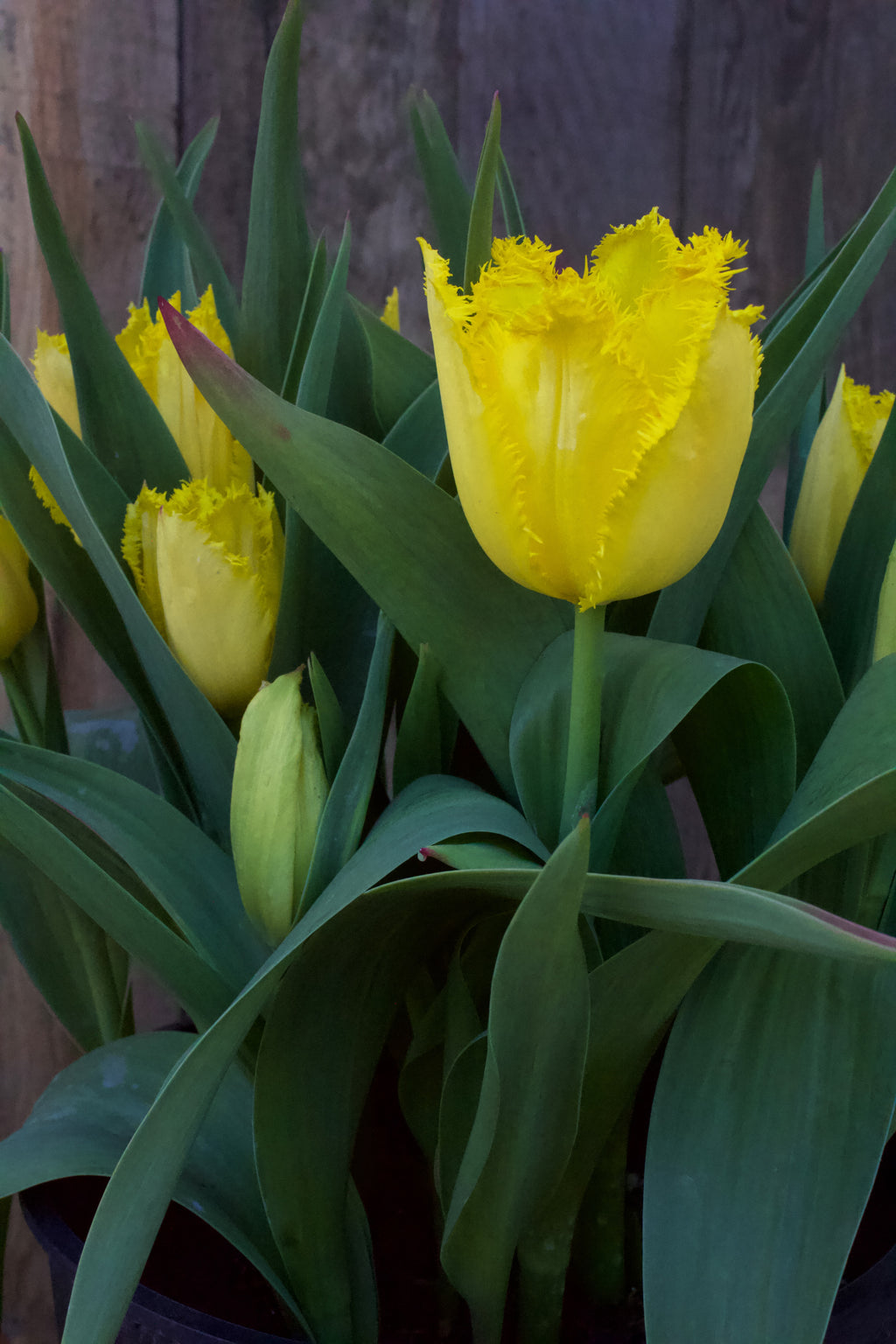 Tulipa 'Hamilton' 12/14