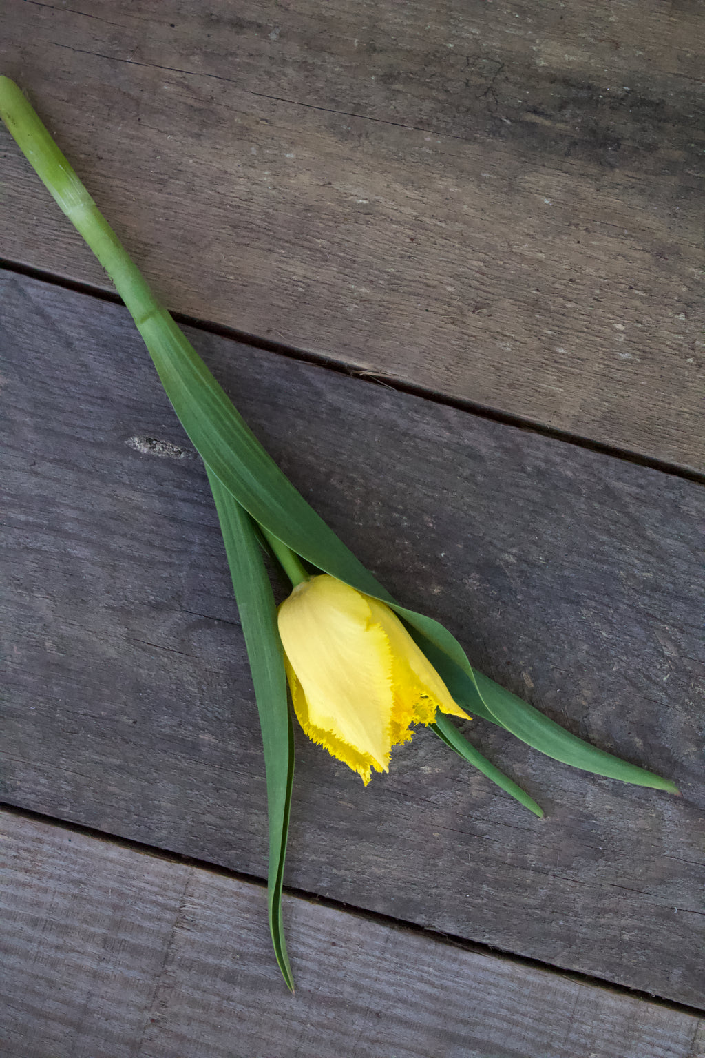 Tulipa 'Hamilton' 12/14