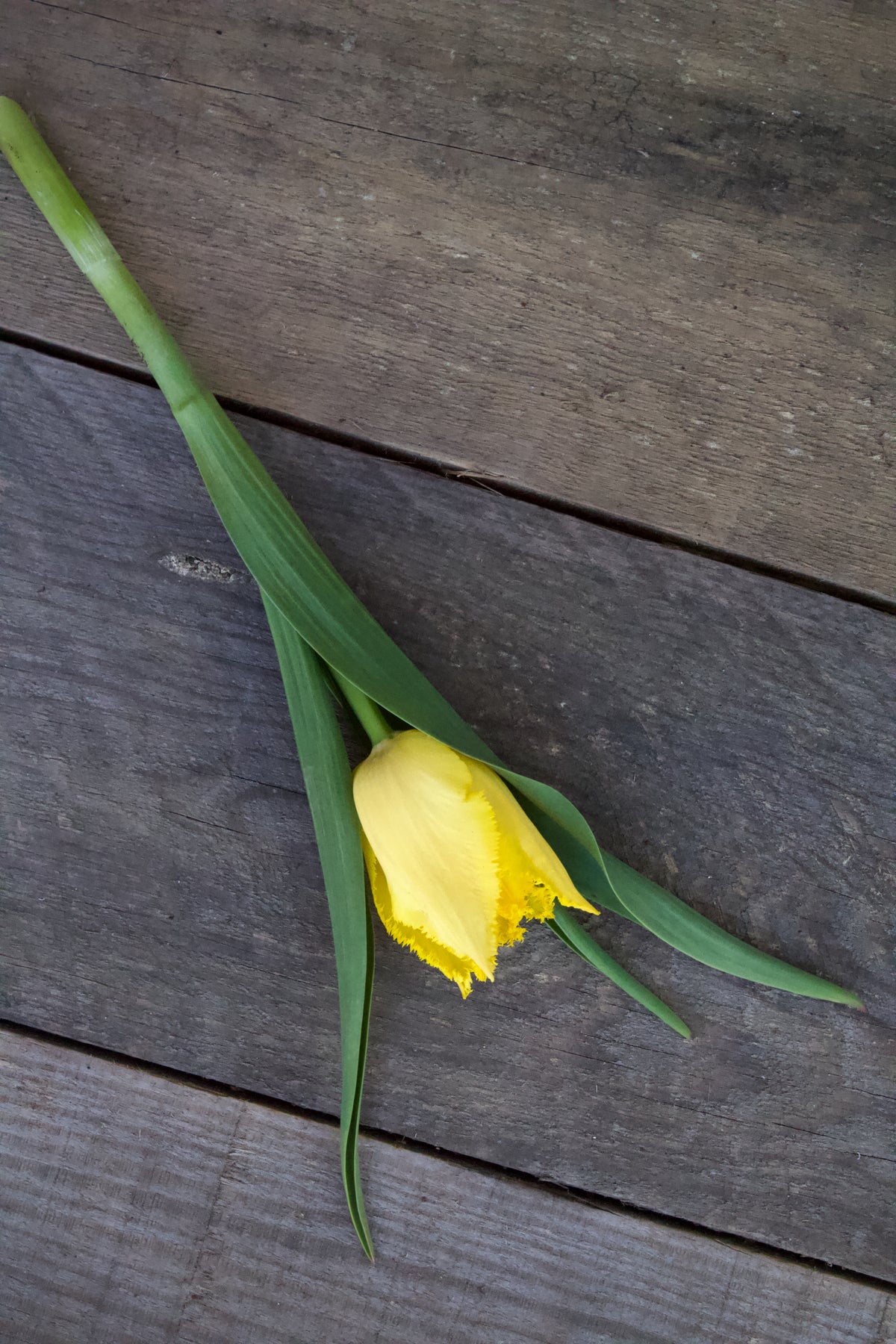 Tulipa 'Hamilton' 12/14