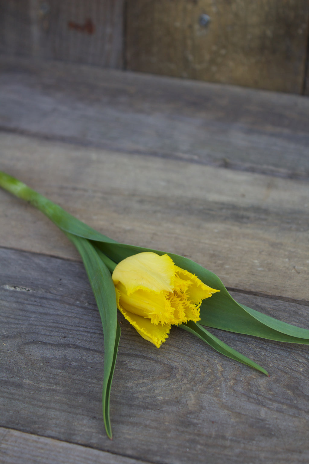 Tulipa 'Hamilton' 12/14