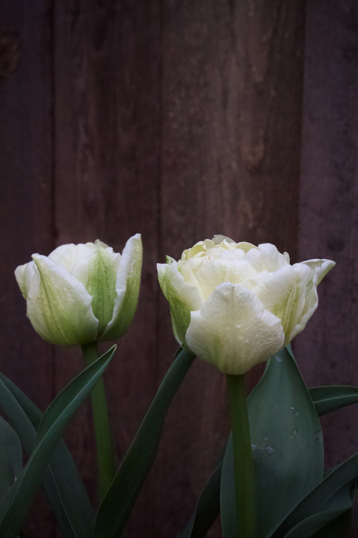 Tulipa 'Avant Garde' 11/12