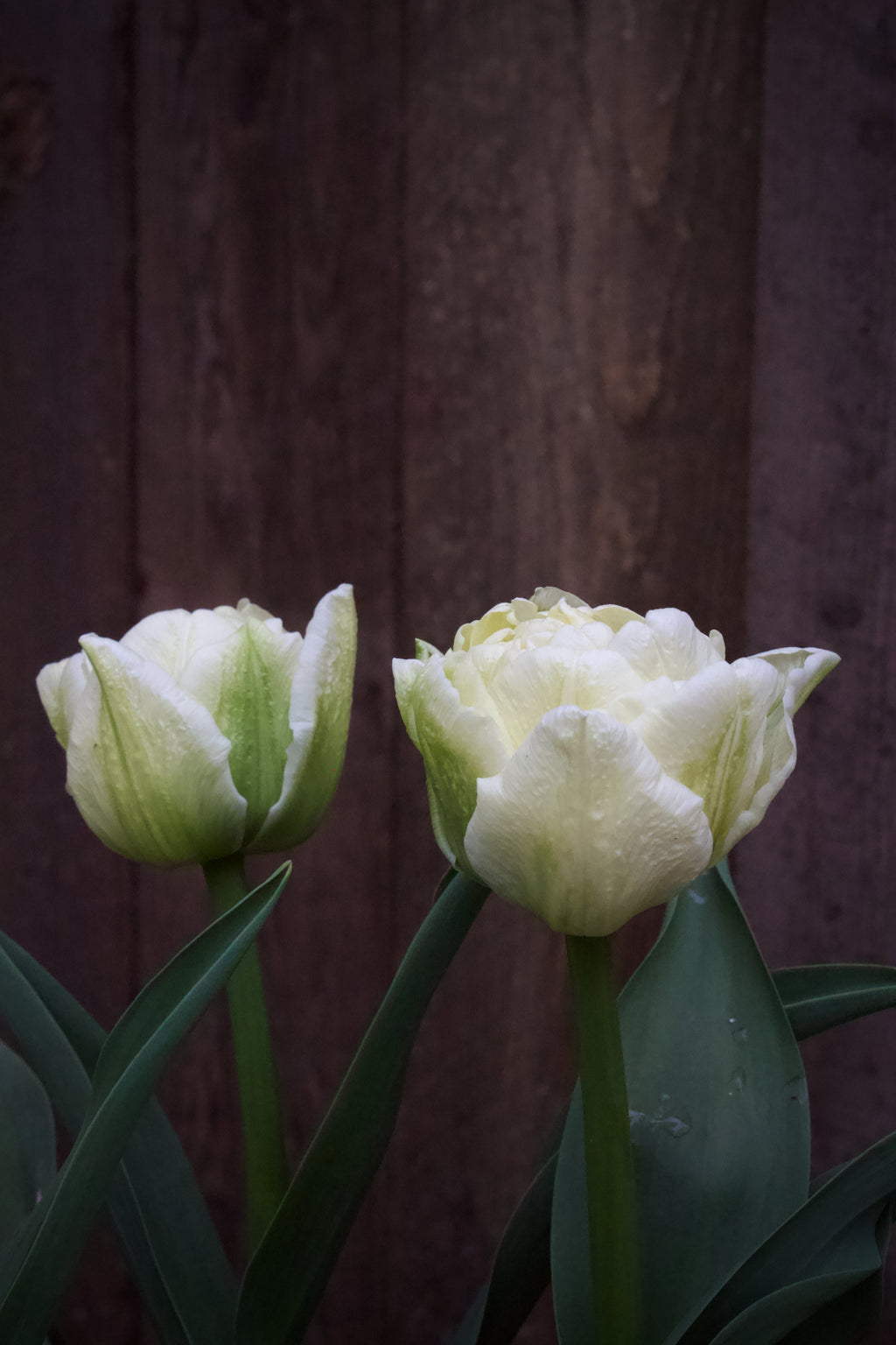 Tulipa 'Avant Garde' 11/12