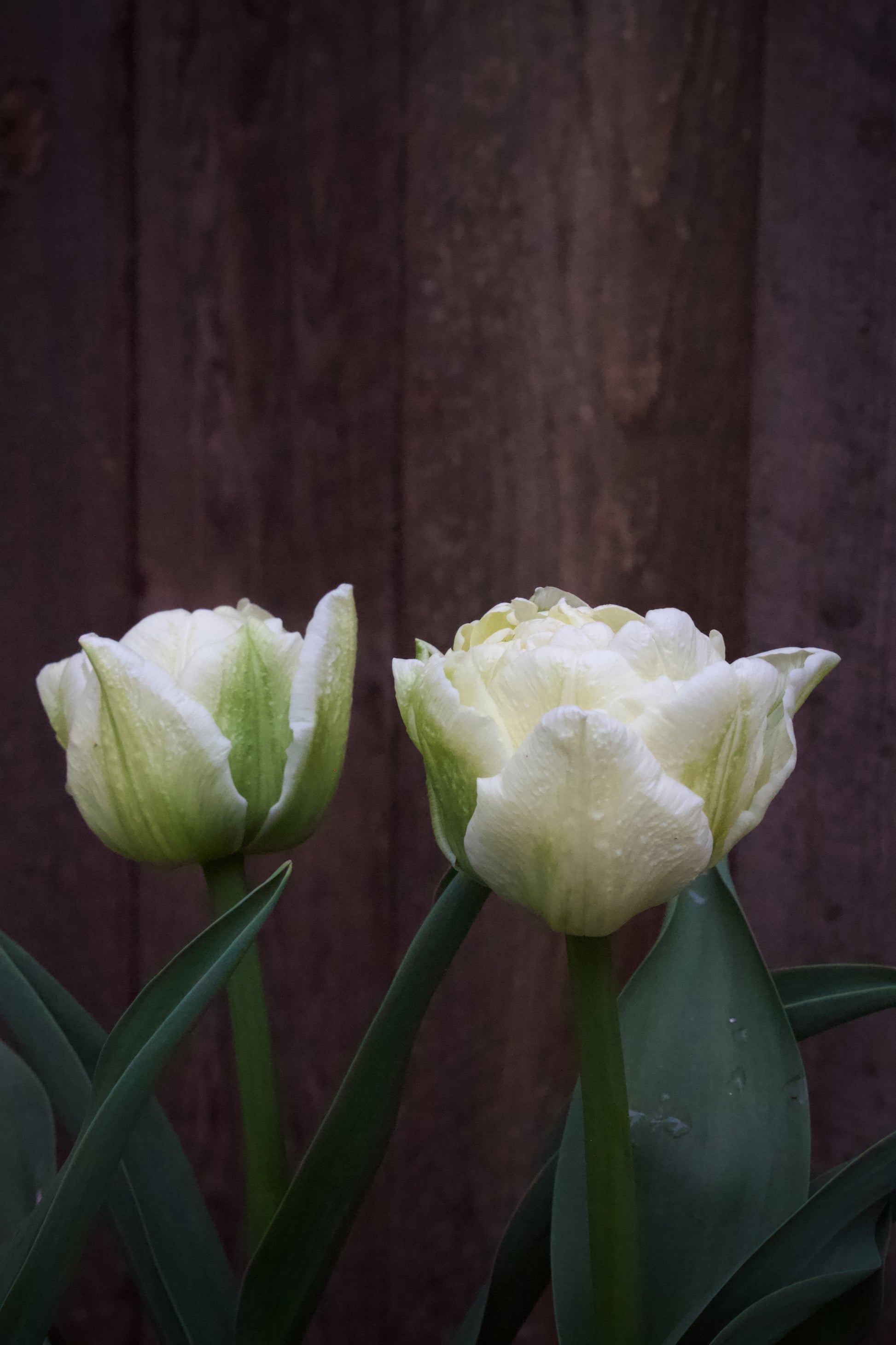 Tulipa 'Avant Garde' 11/12