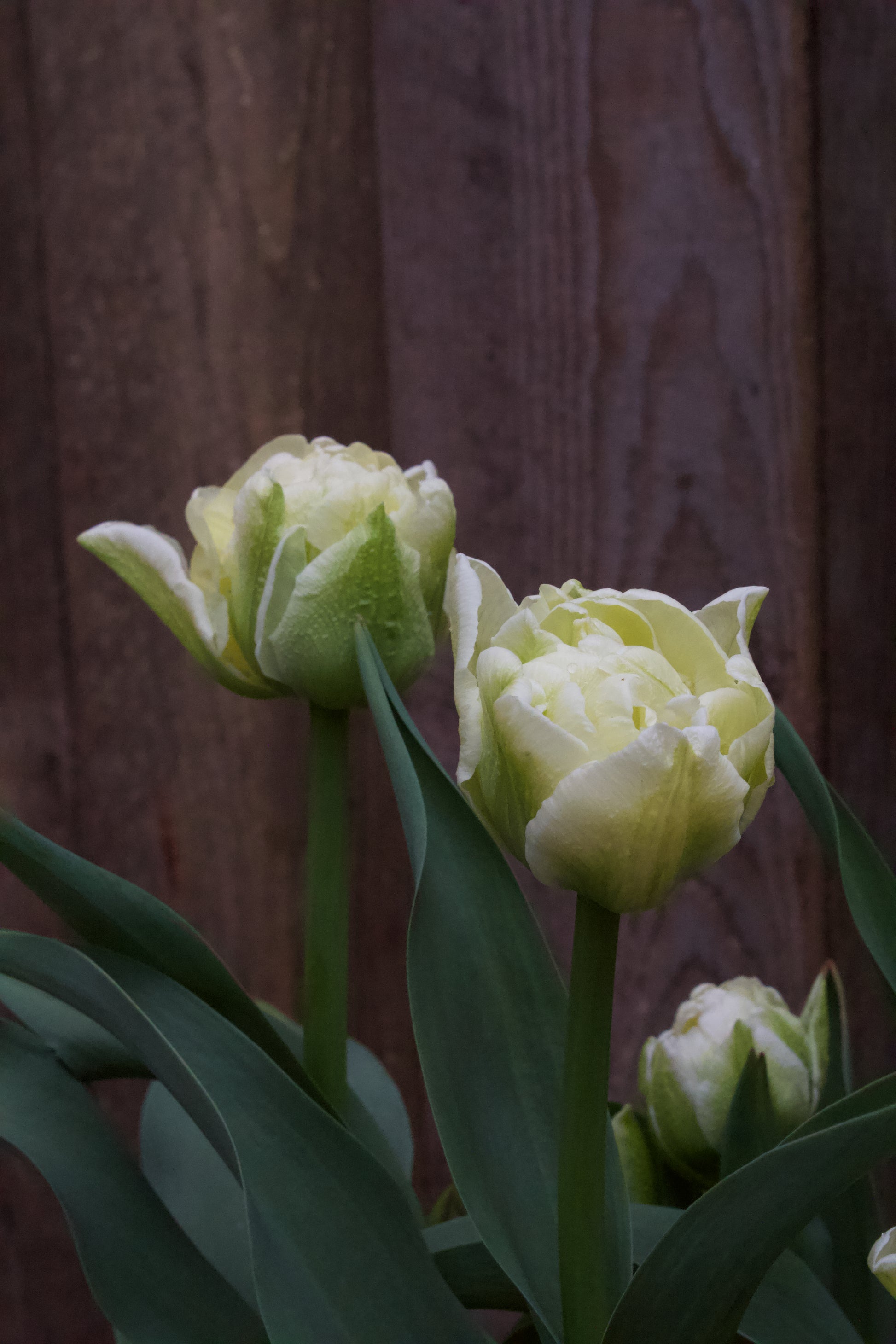 Tulipa 'Avant Garde' 11/12