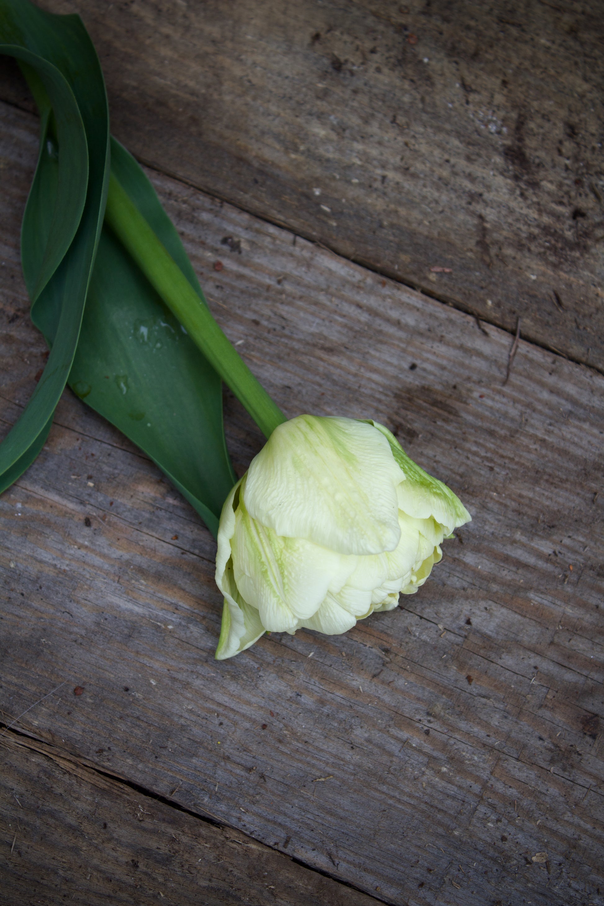 Tulipa 'Avant Garde' 11/12