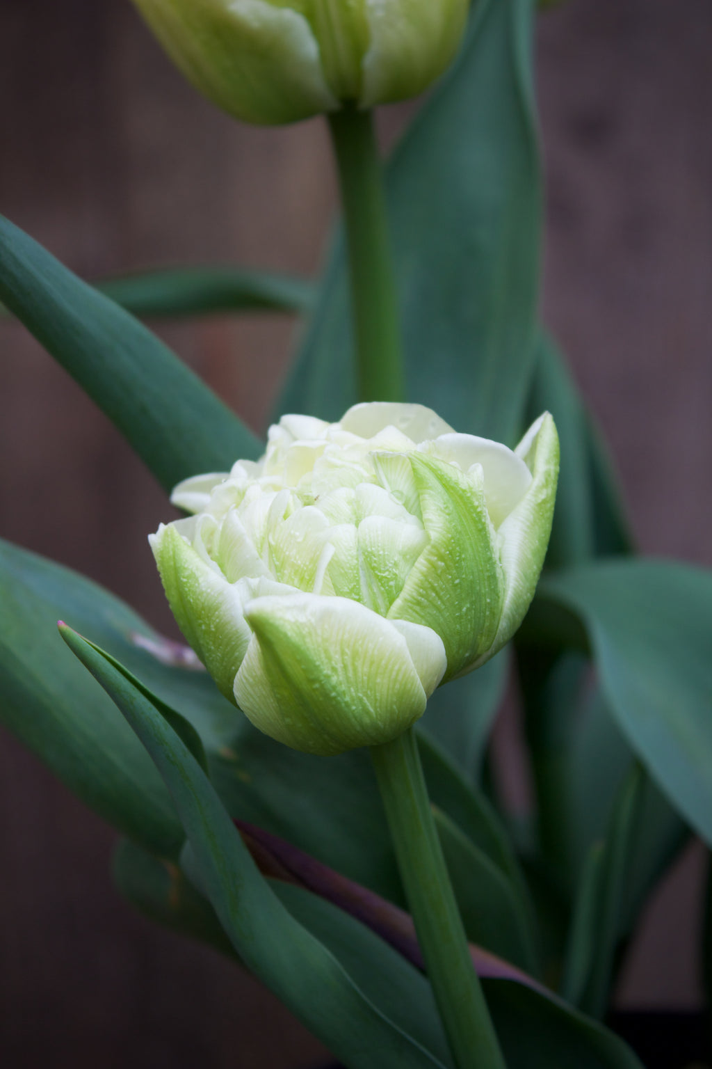 Tulipa 'Avant Garde' 11/12