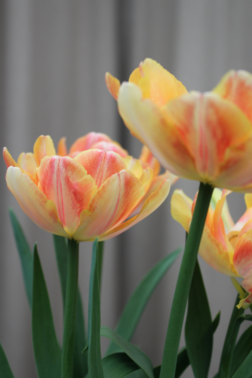 Tulipa 'Foxy Foxtrot'