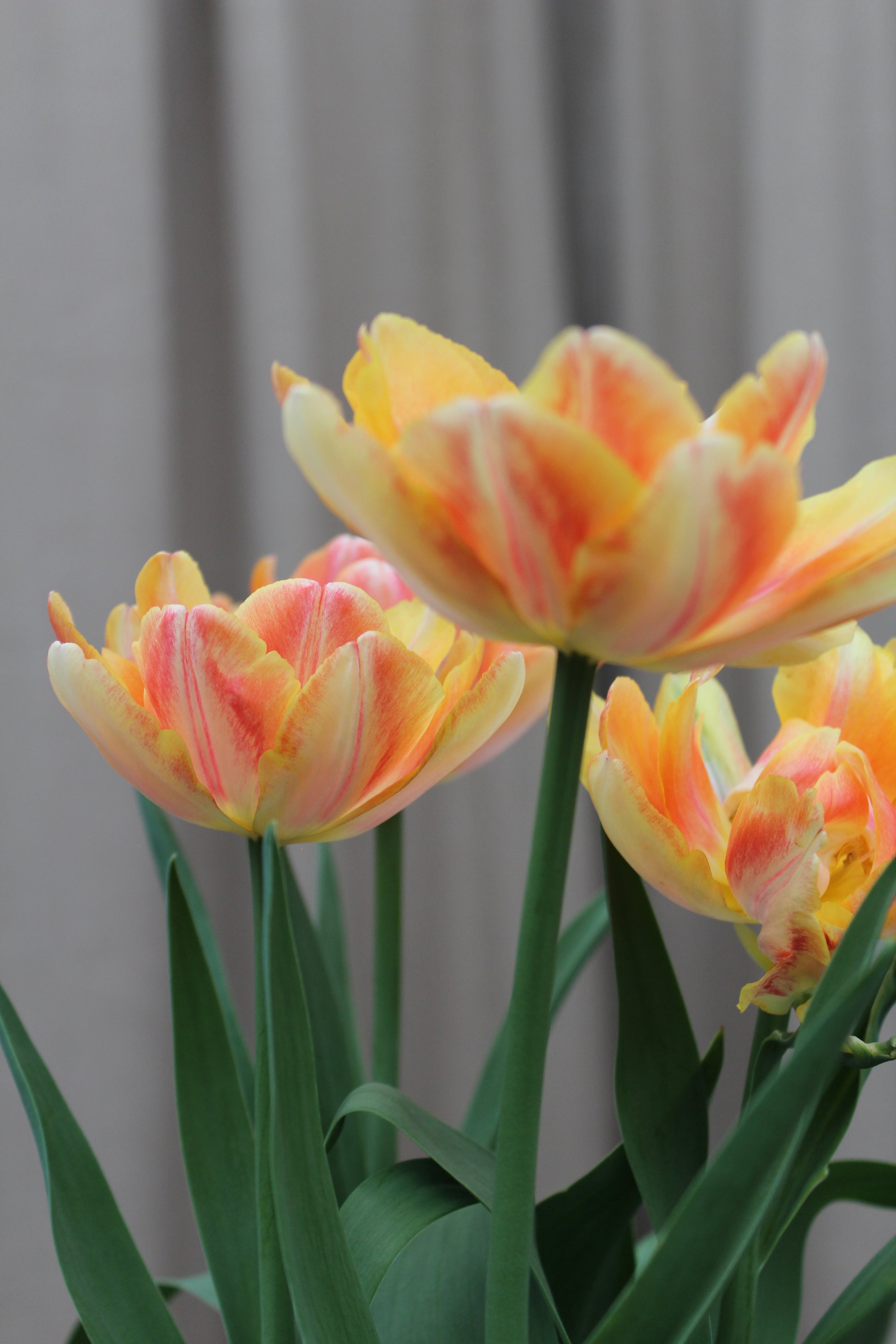 Tulipa 'Foxy Foxtrot'