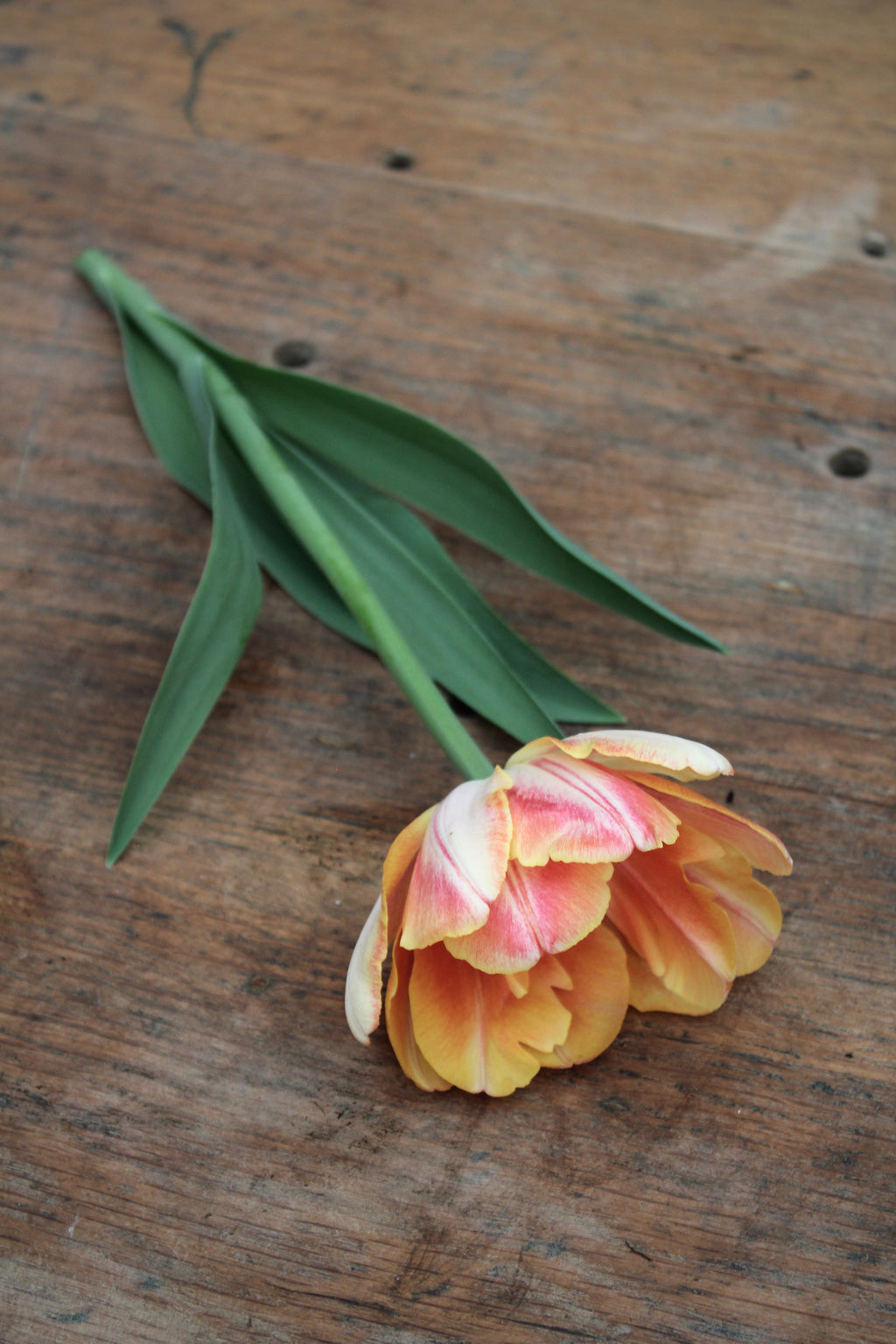 Tulipa 'Foxy Foxtrot'