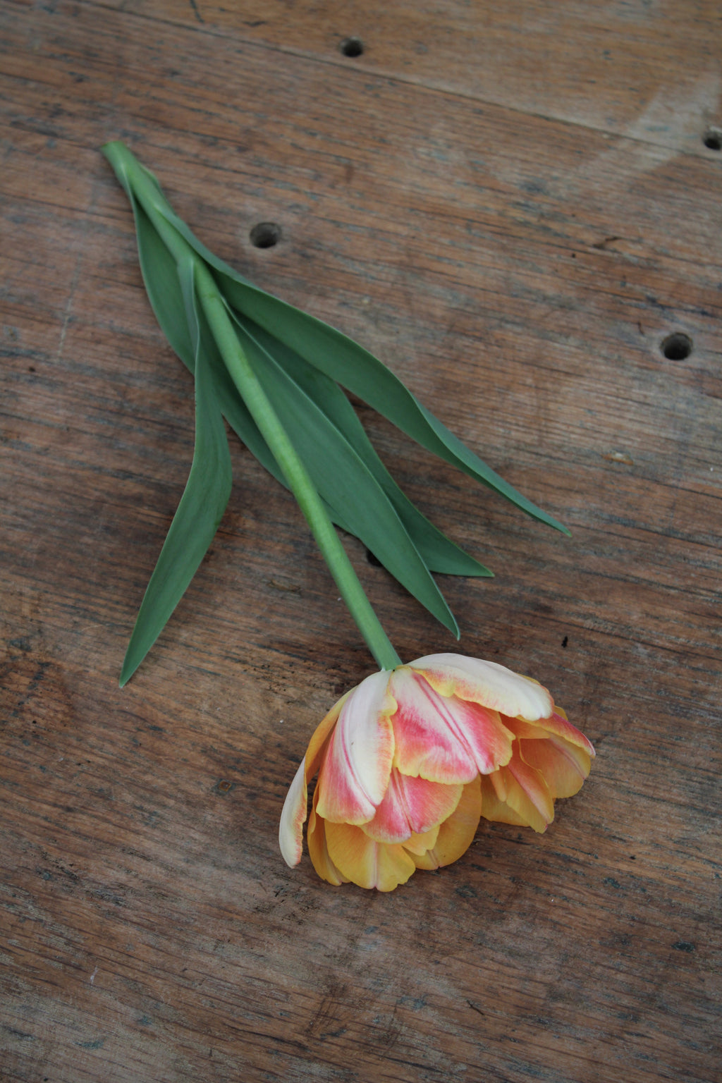 Tulipa 'Foxy Foxtrot'